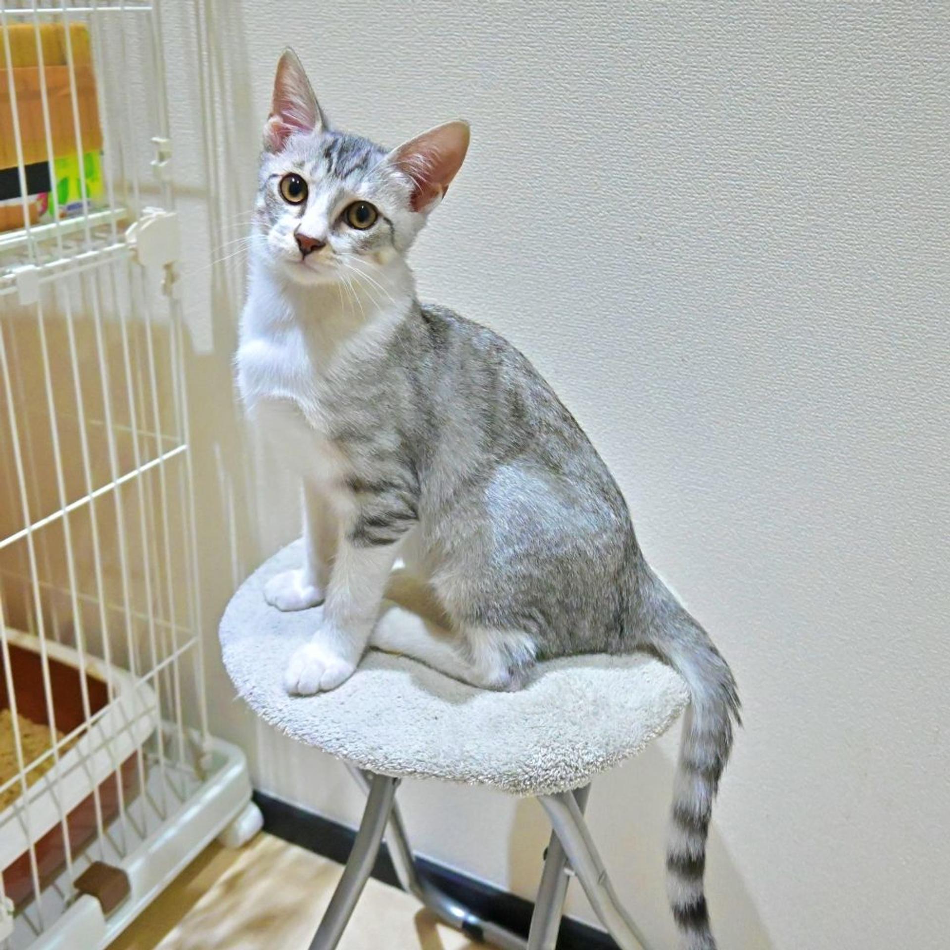 pet-image-4
