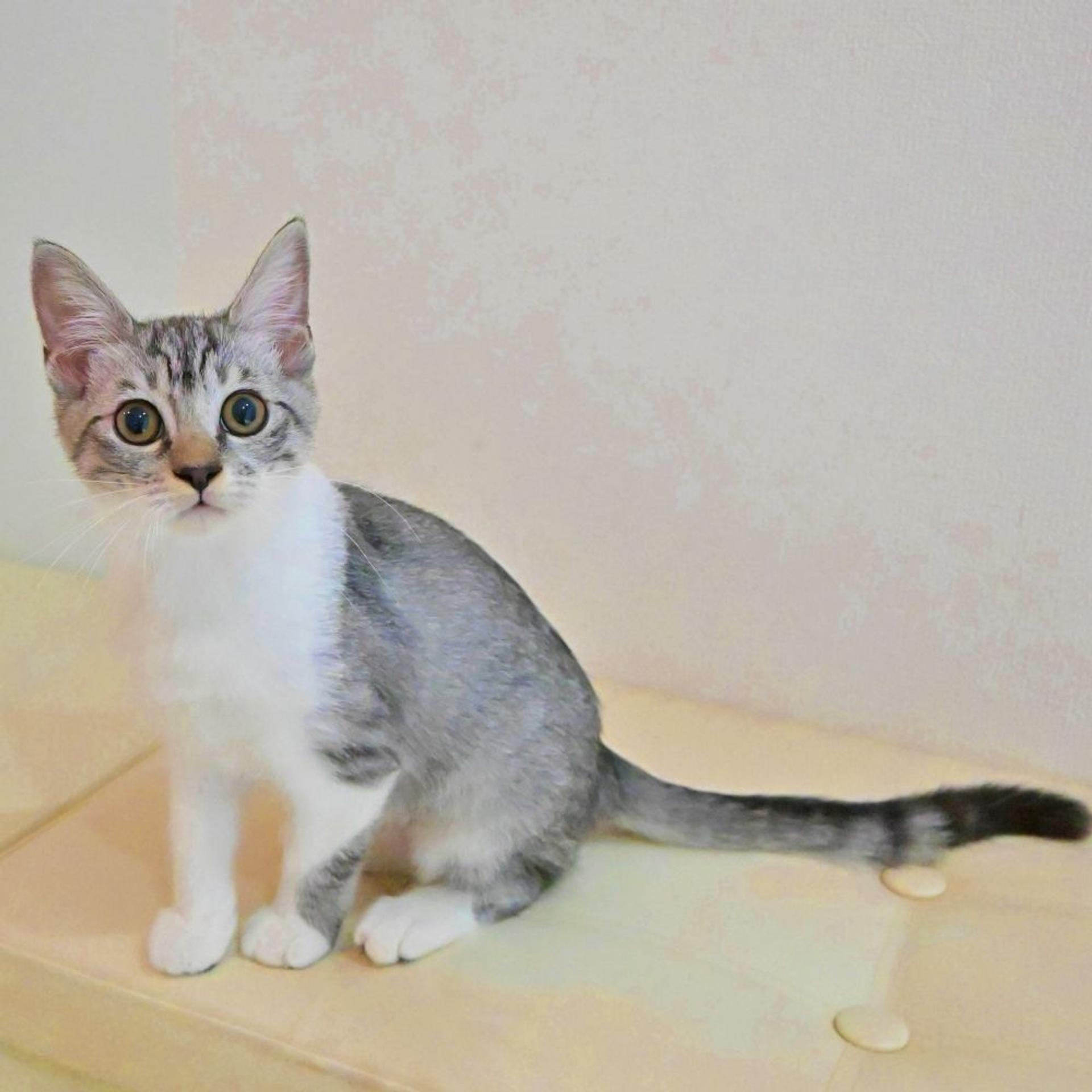 pet-image-3