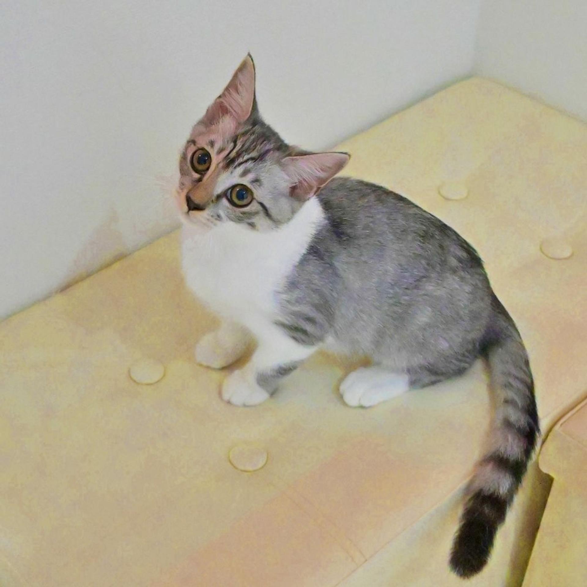 pet-image-4