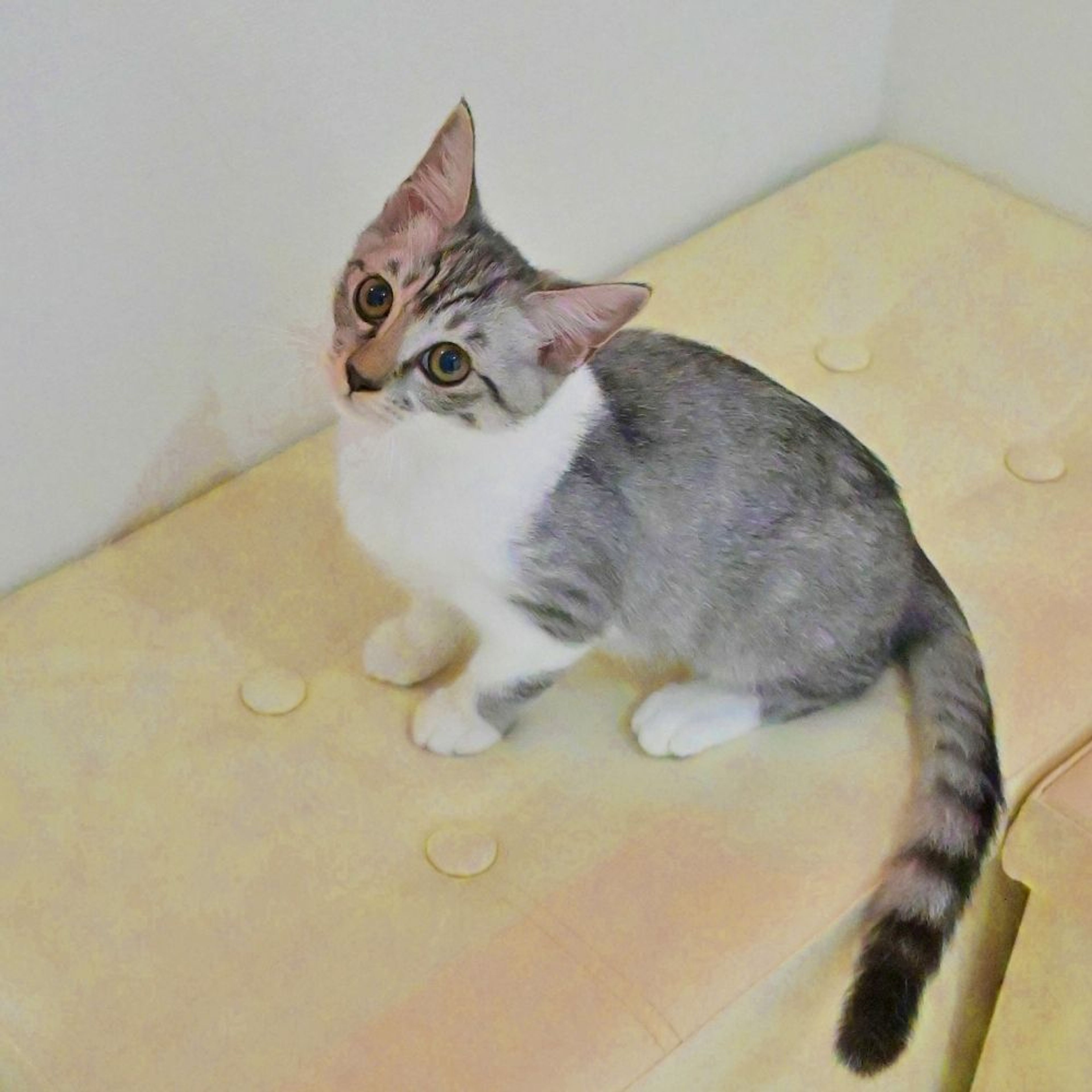 pet-image-4