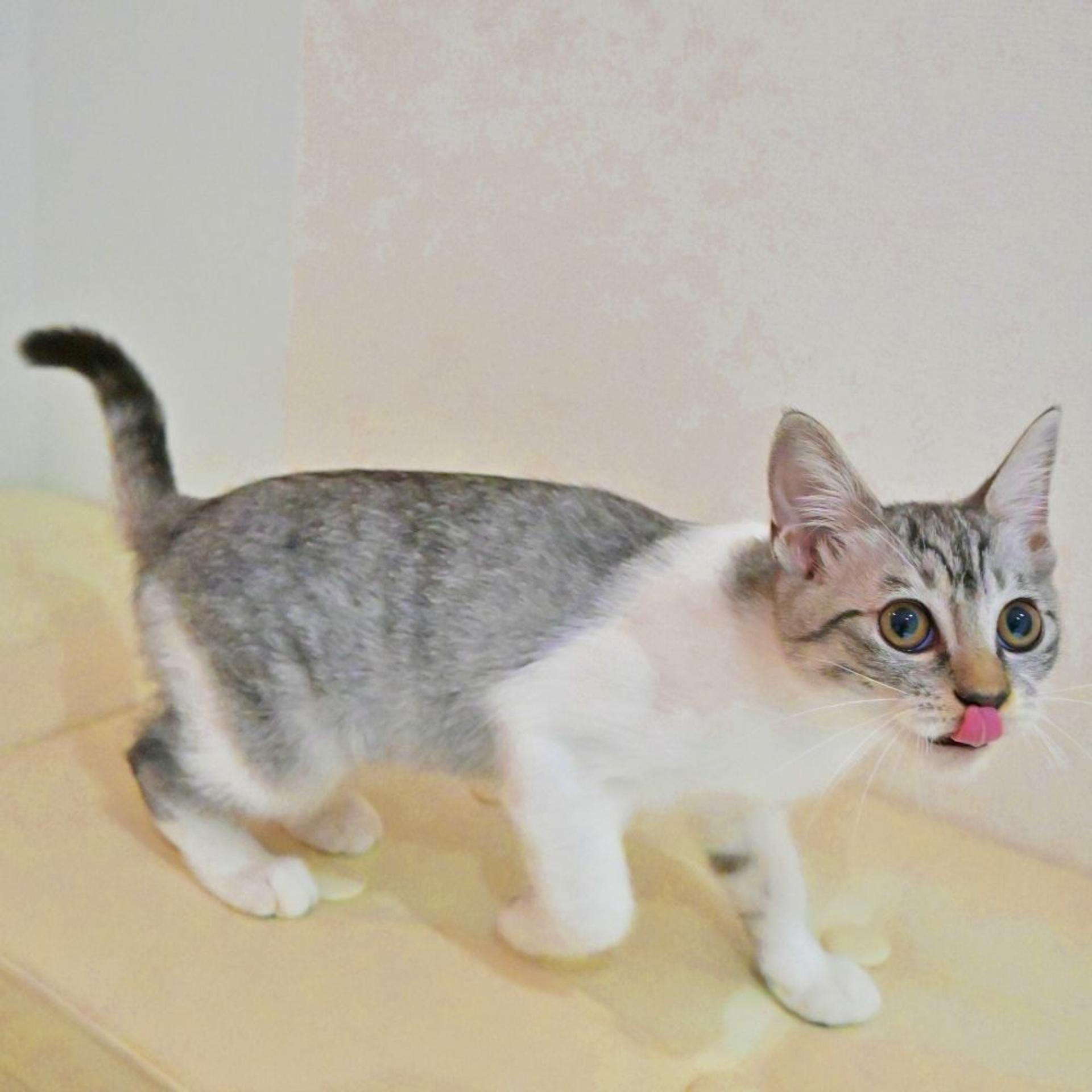 pet-image-5