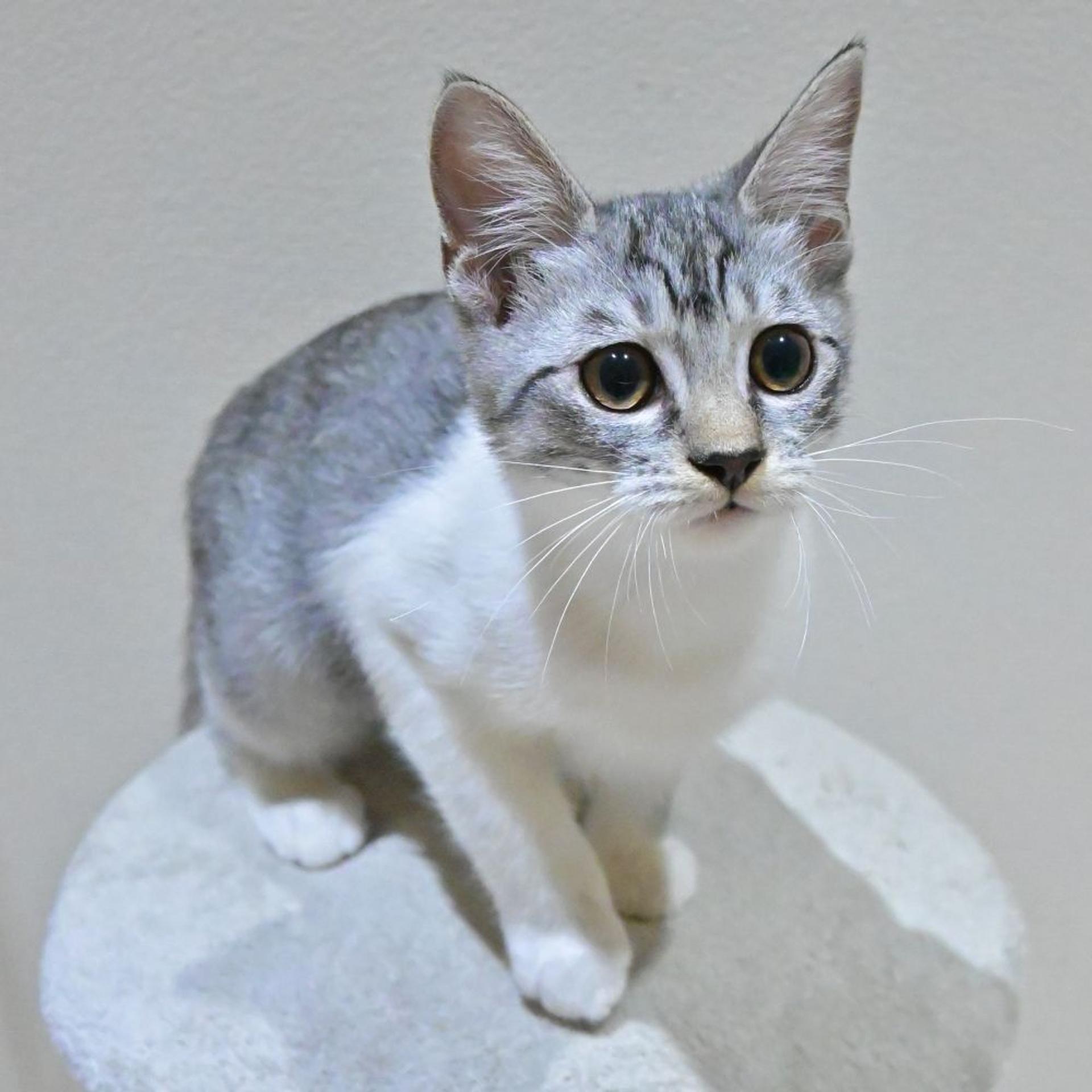pet-image-6
