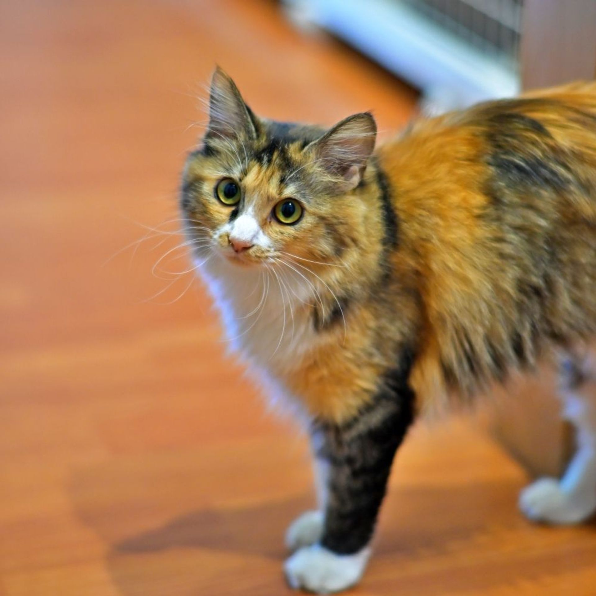 雑種（ミックス猫）・メスの里親募集の写真