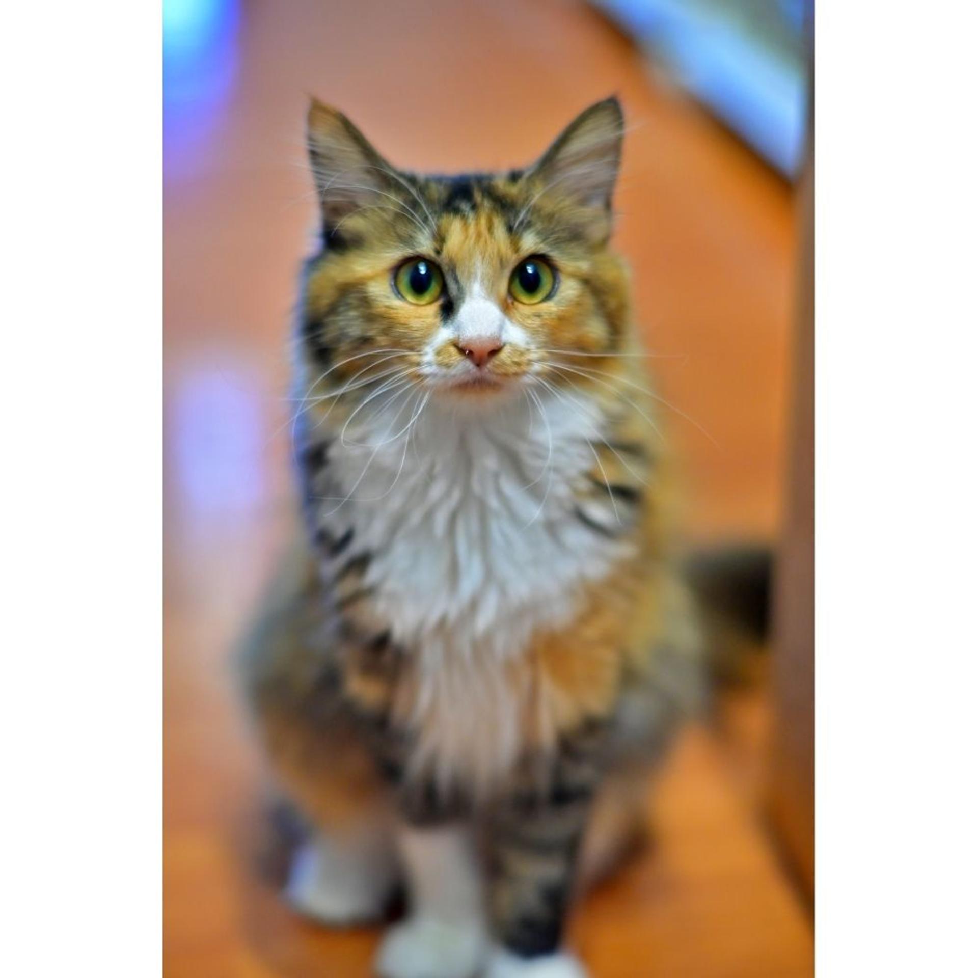 pet-image-2