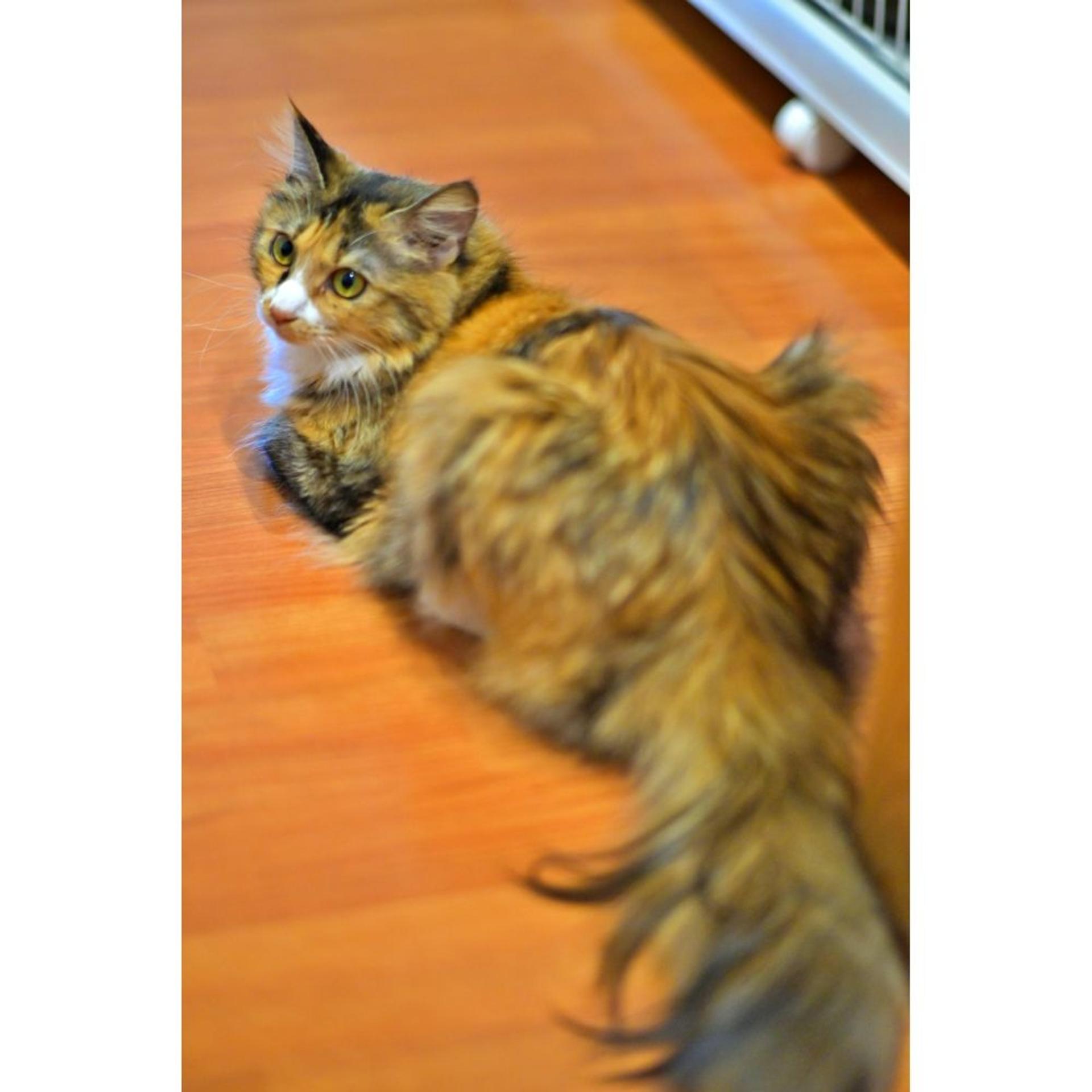pet-image-4