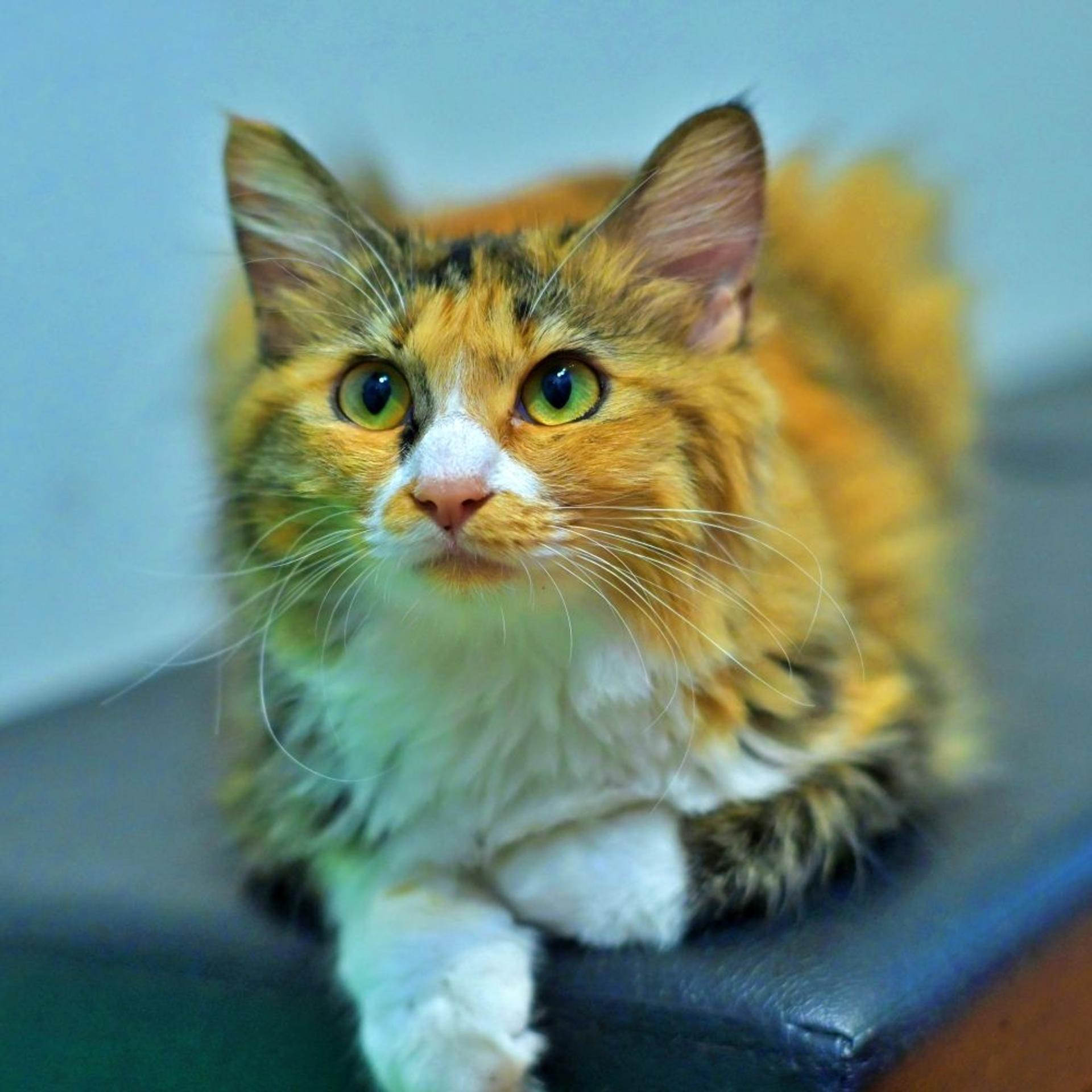 pet-image-5