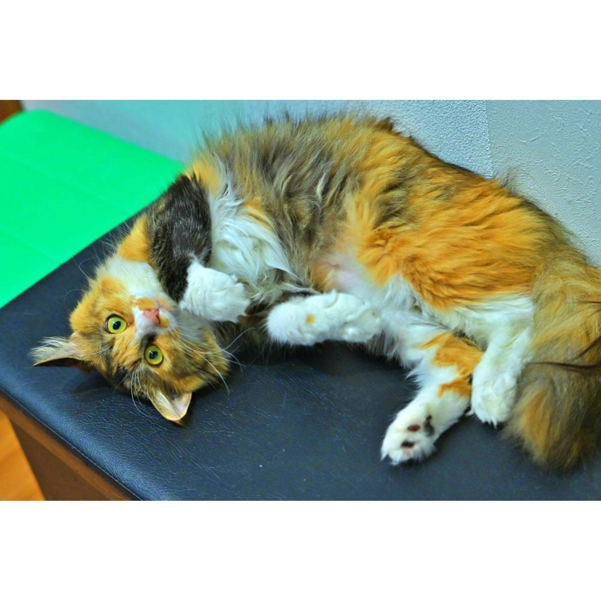 pet-image-6