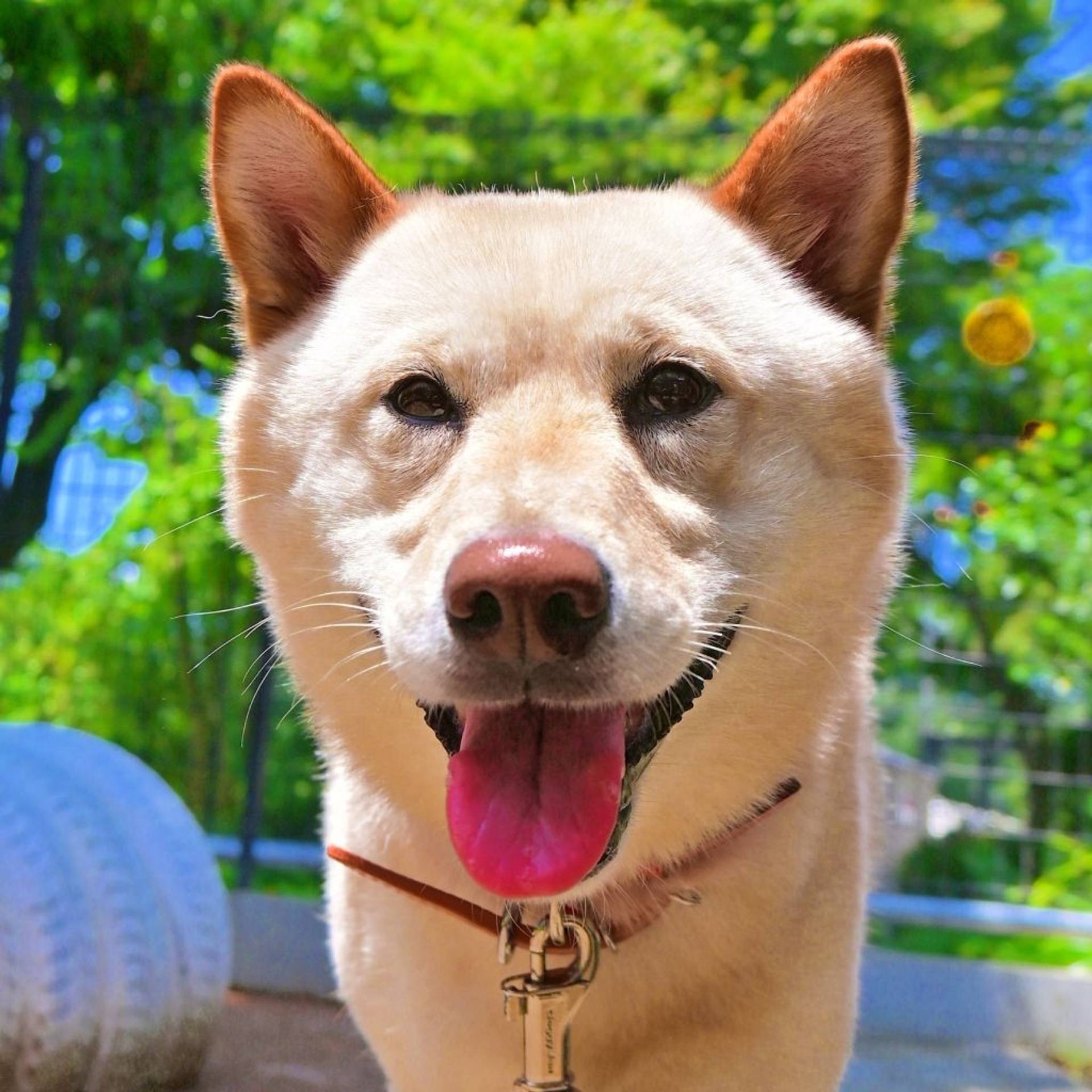 雑種（ミックス犬）・オスの里親募集の写真