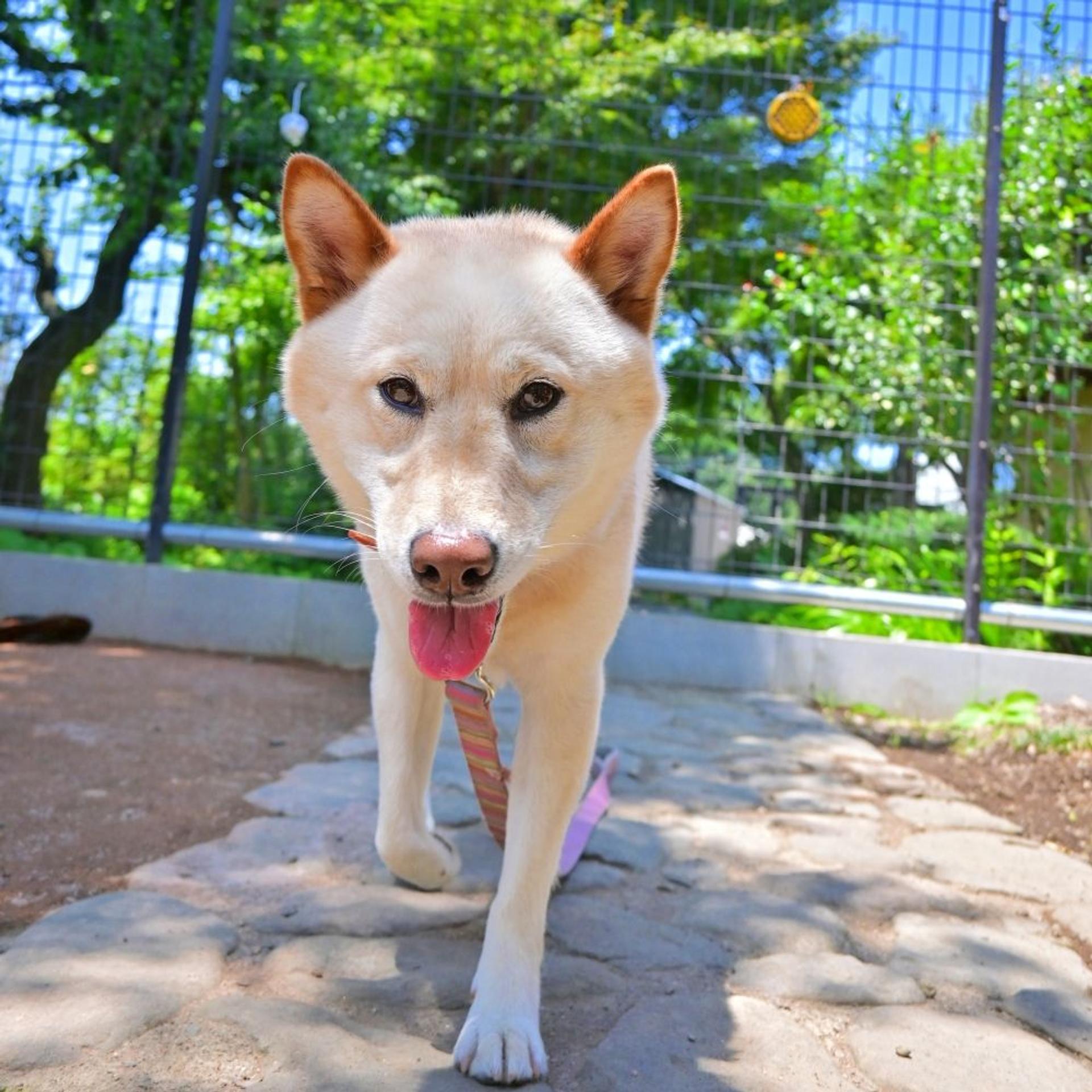 pet-image-4