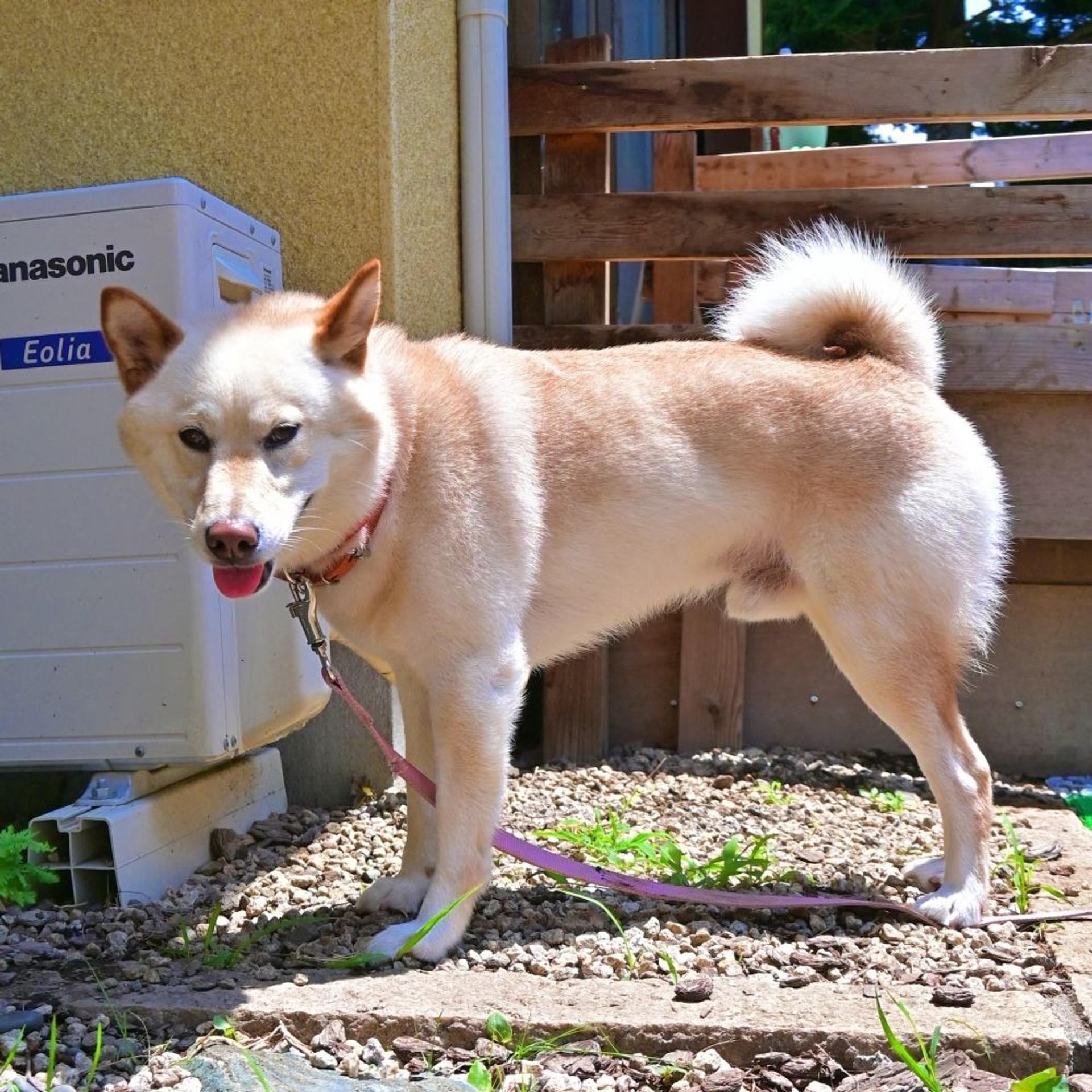 pet-image-5