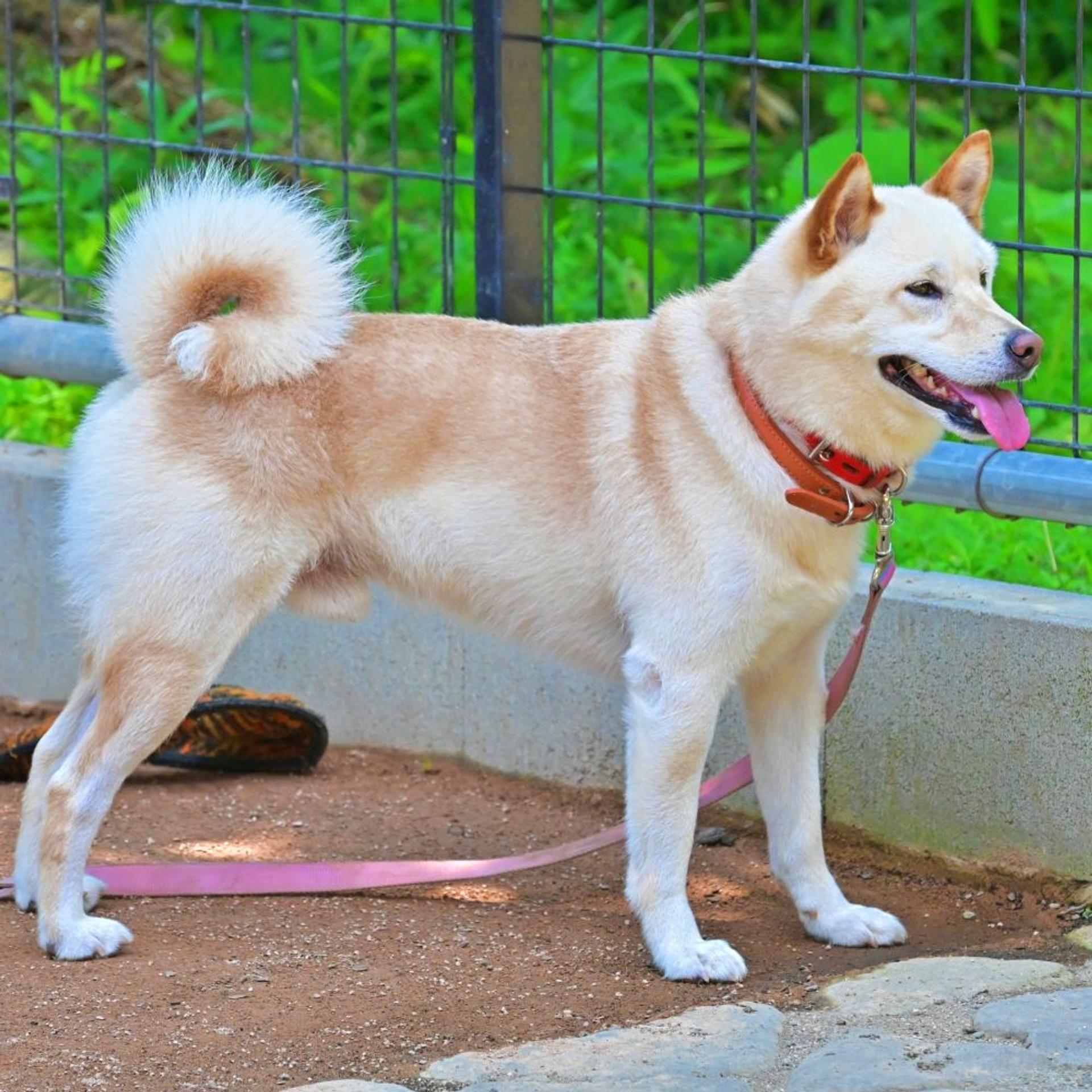 pet-image-8