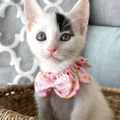 ポポちゃん