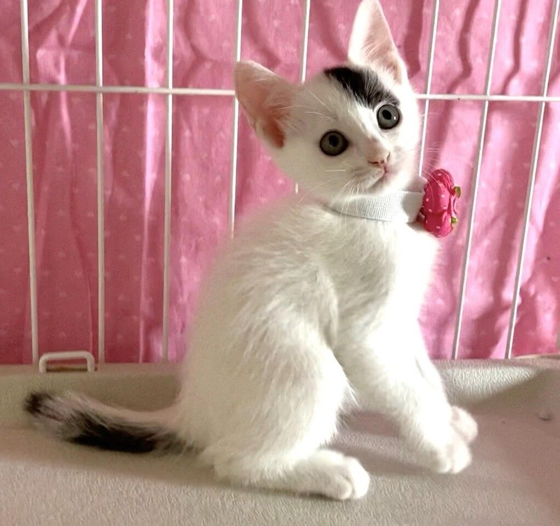 pet-image-3