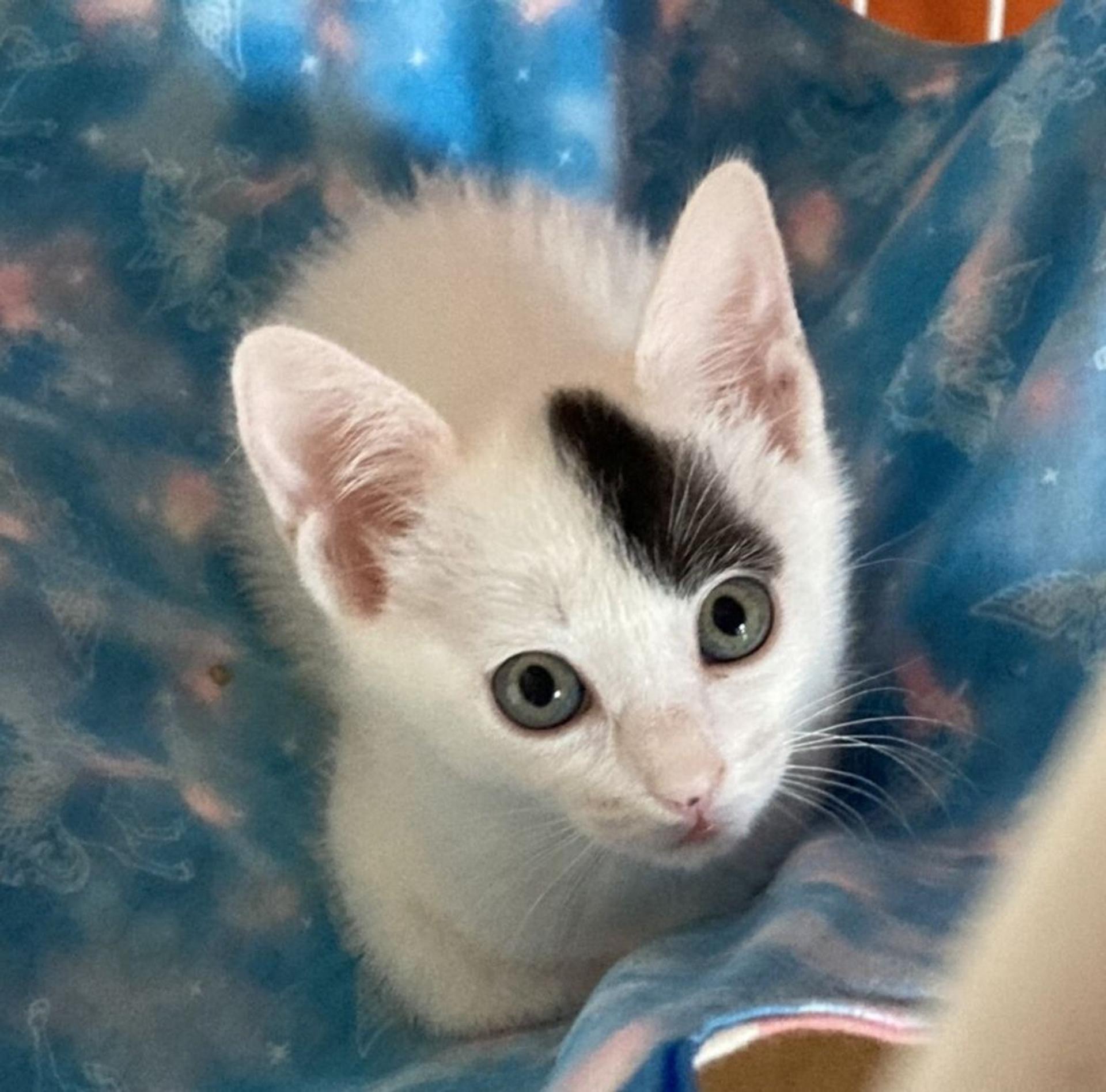pet-image-4