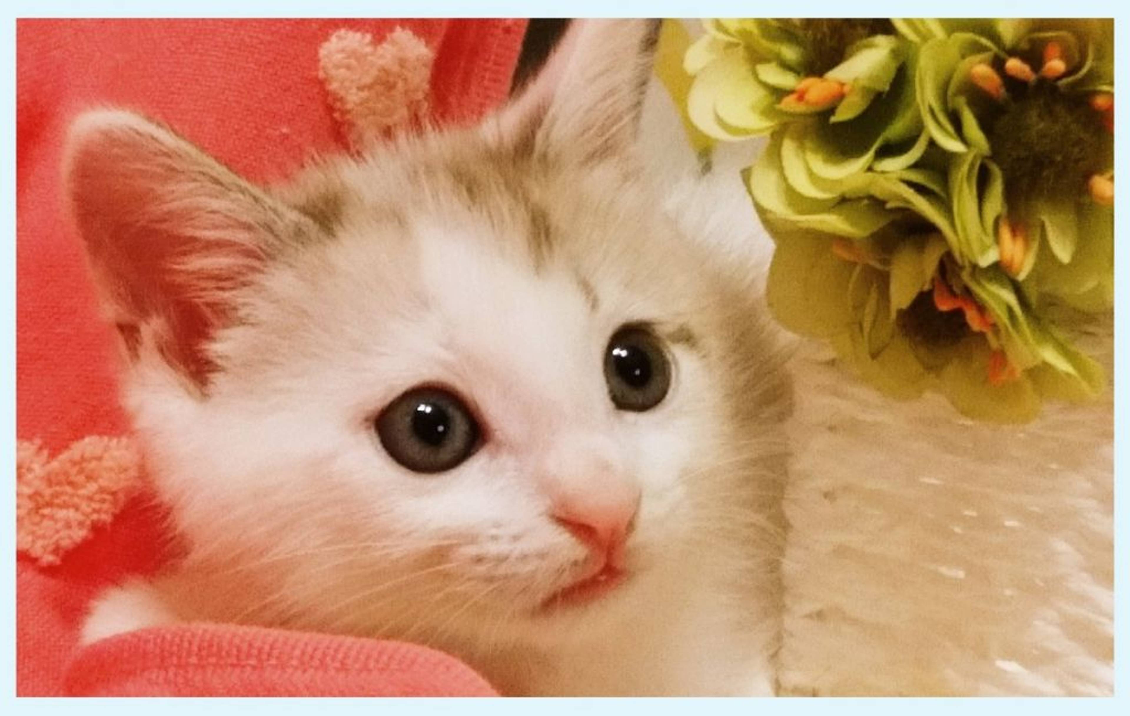 雑種（ミックス猫）・メスの里親募集の写真