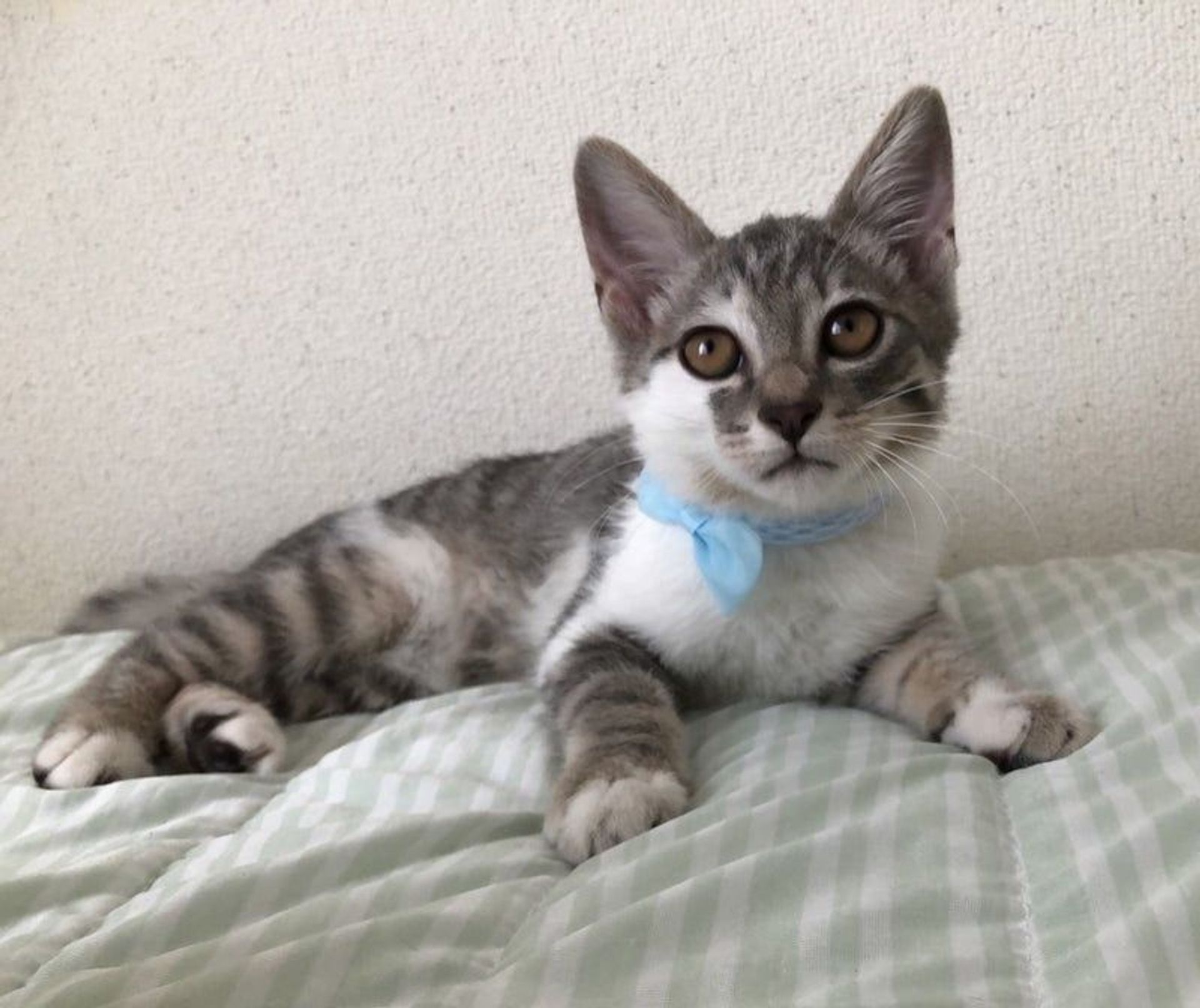 雑種（ミックス猫）・オスの里親募集の写真