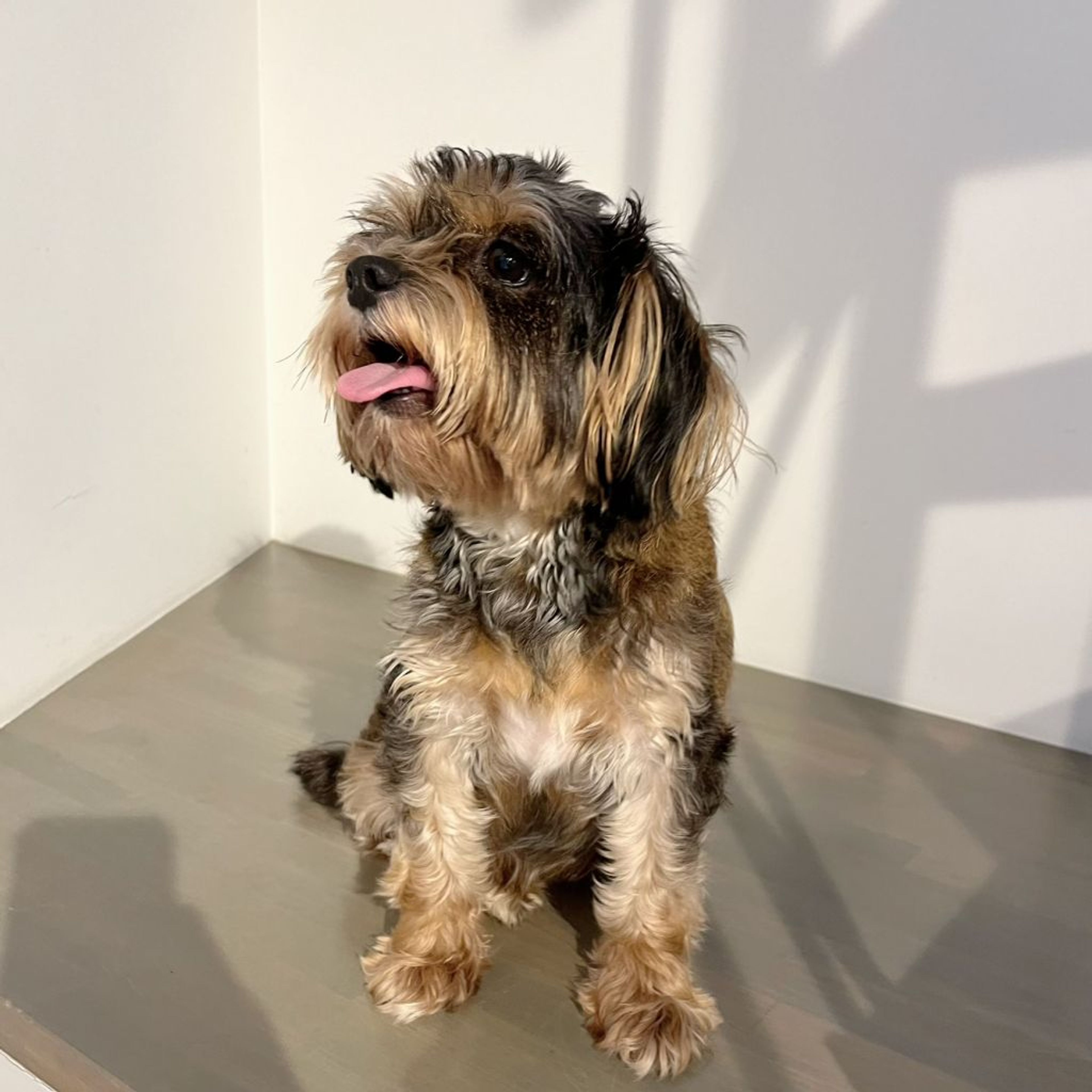 pet-image-2