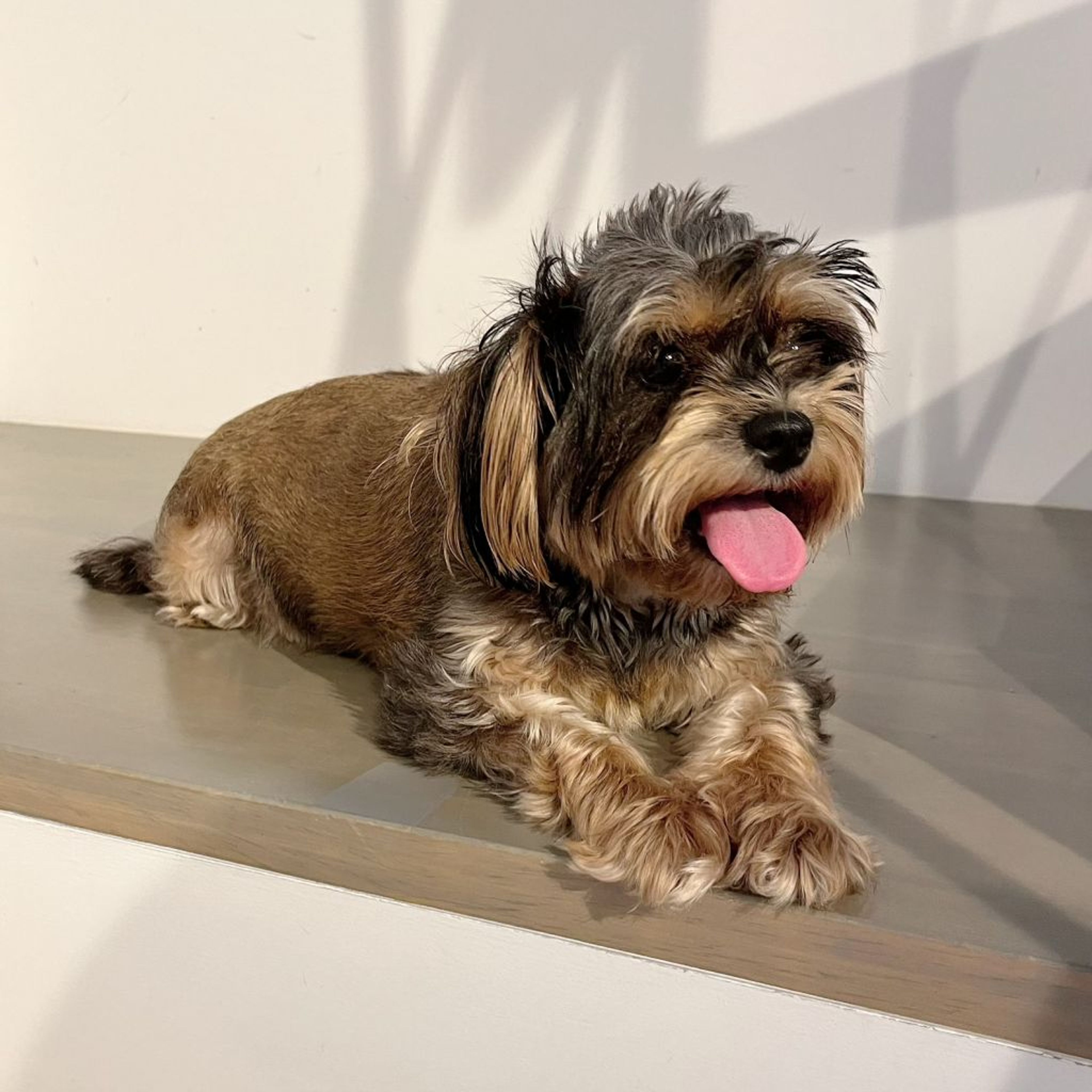 pet-image-3