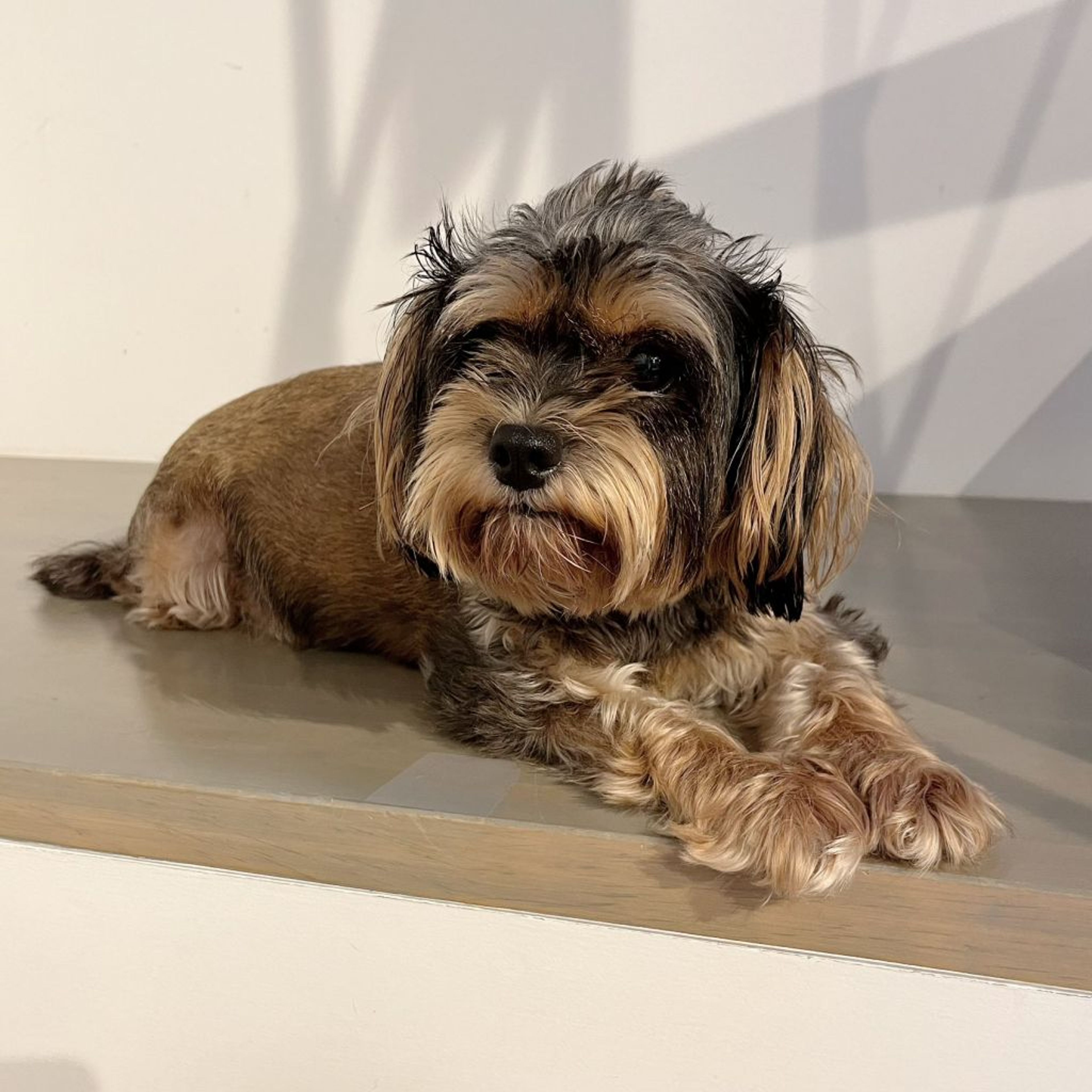 pet-image-4