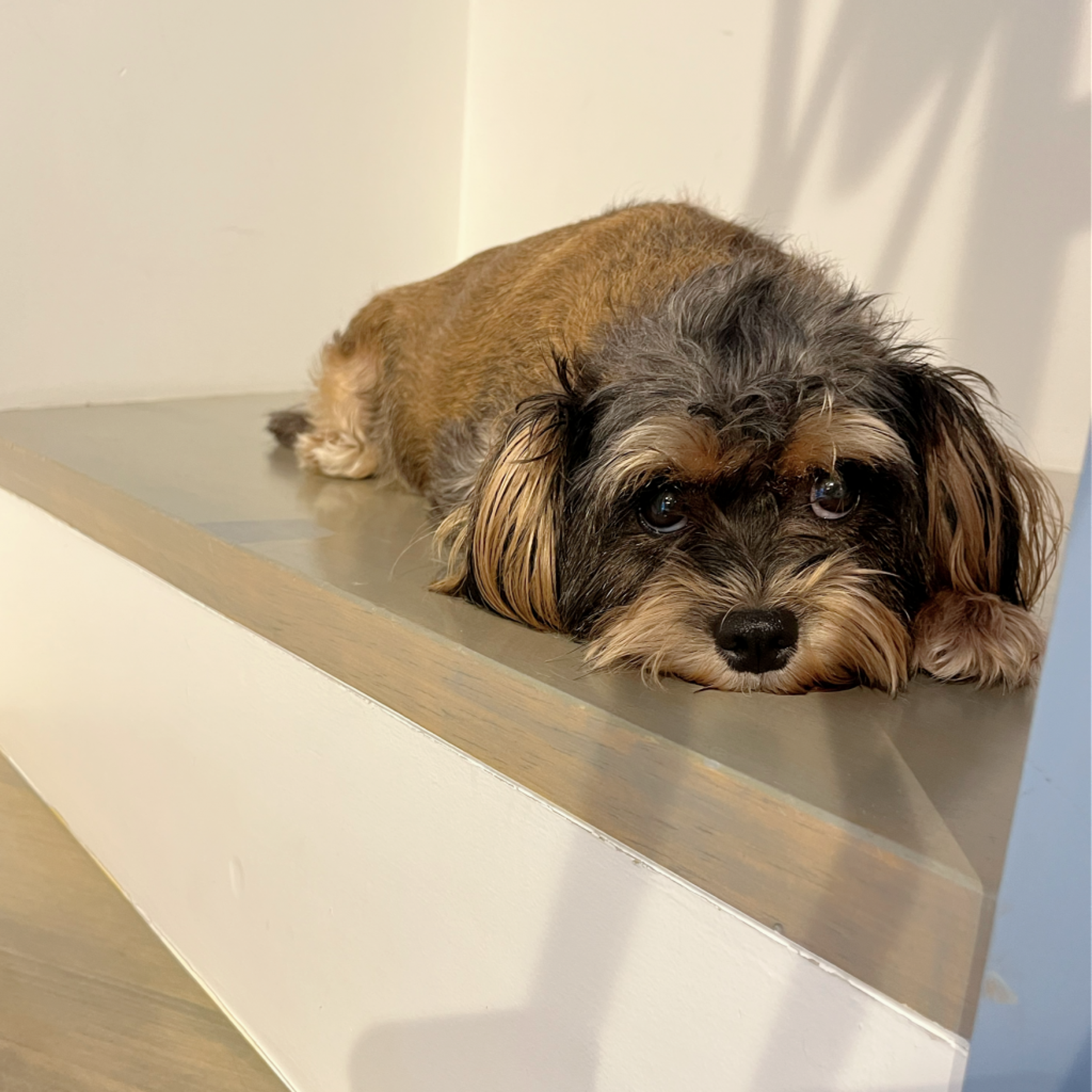 pet-image-5