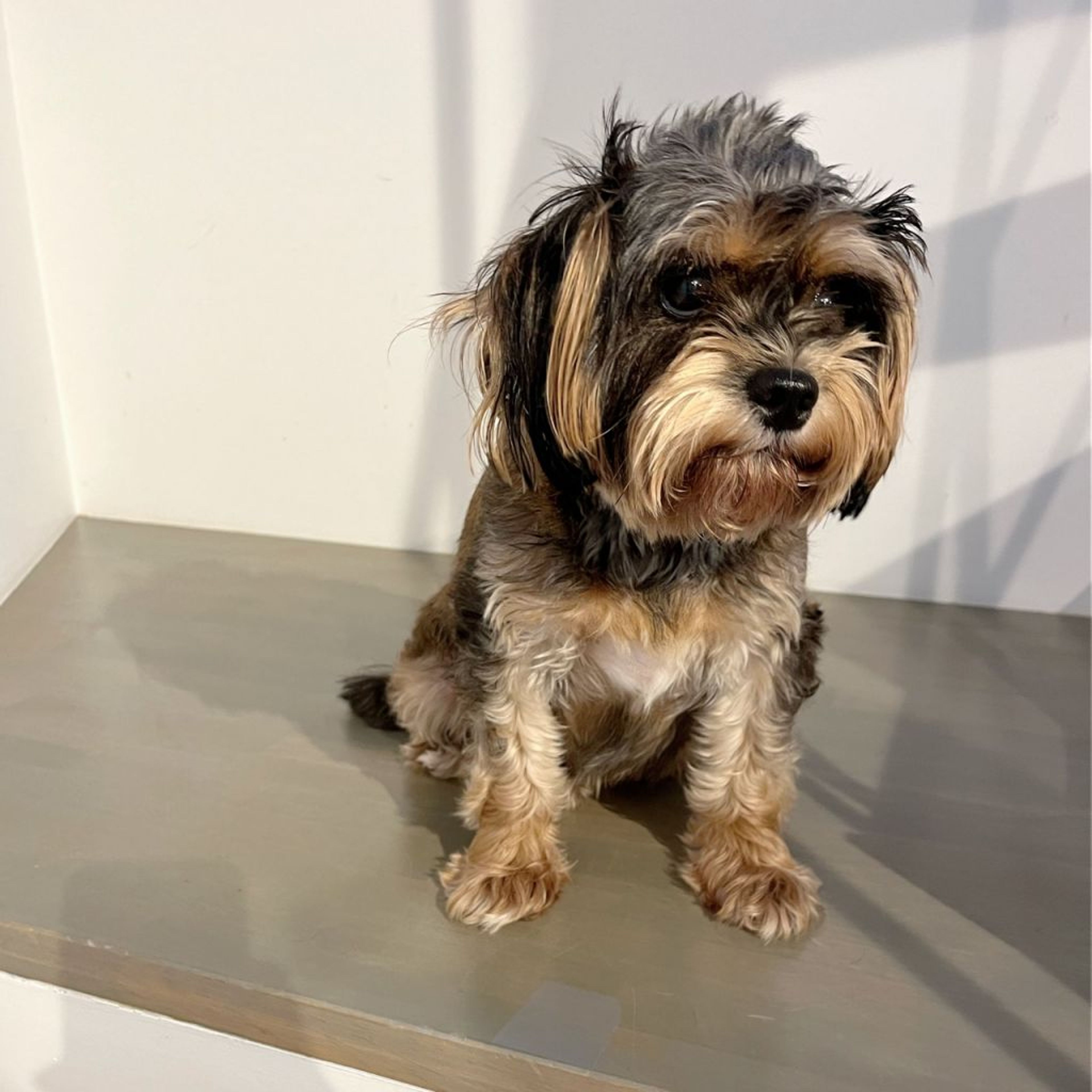 pet-image-6