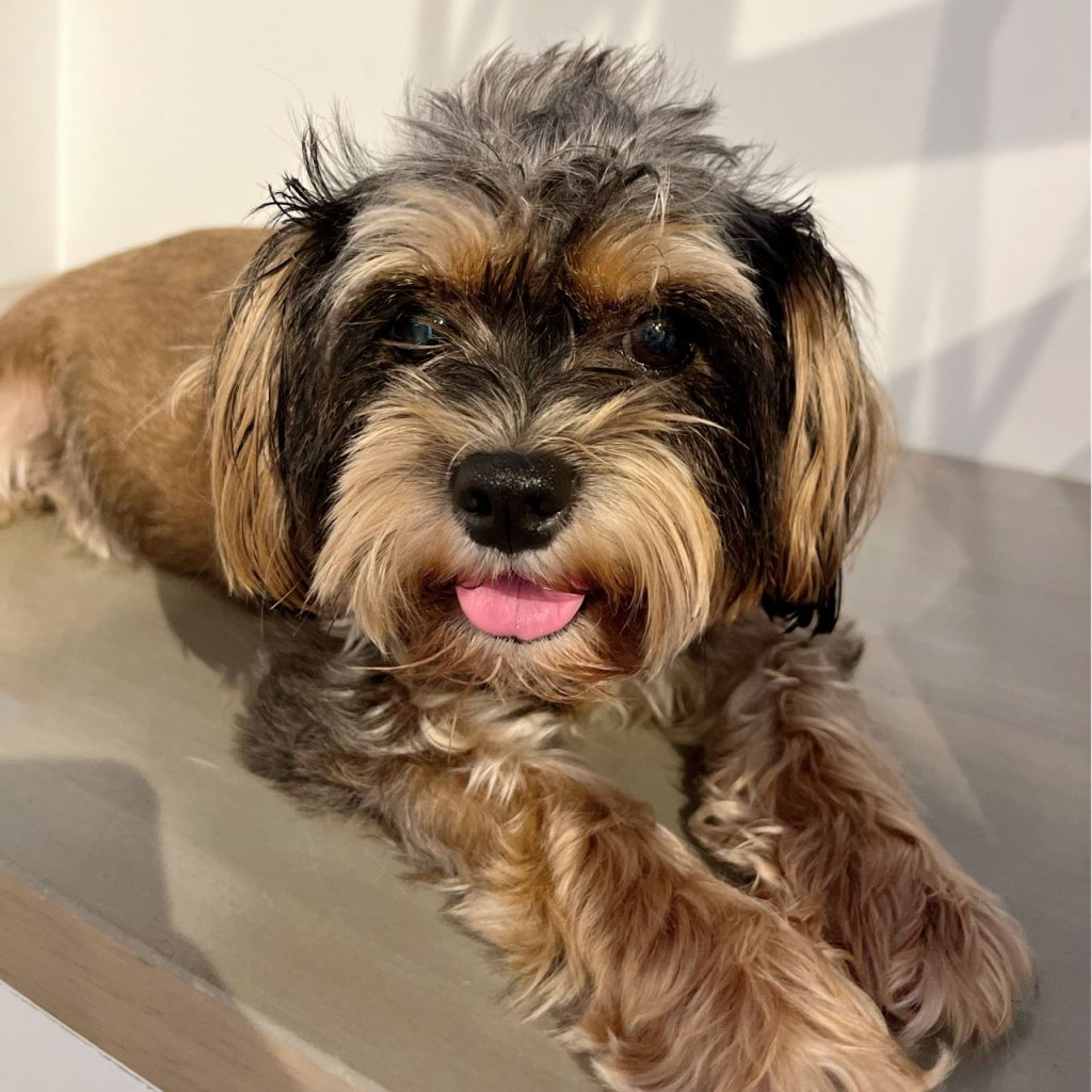 pet-image-7