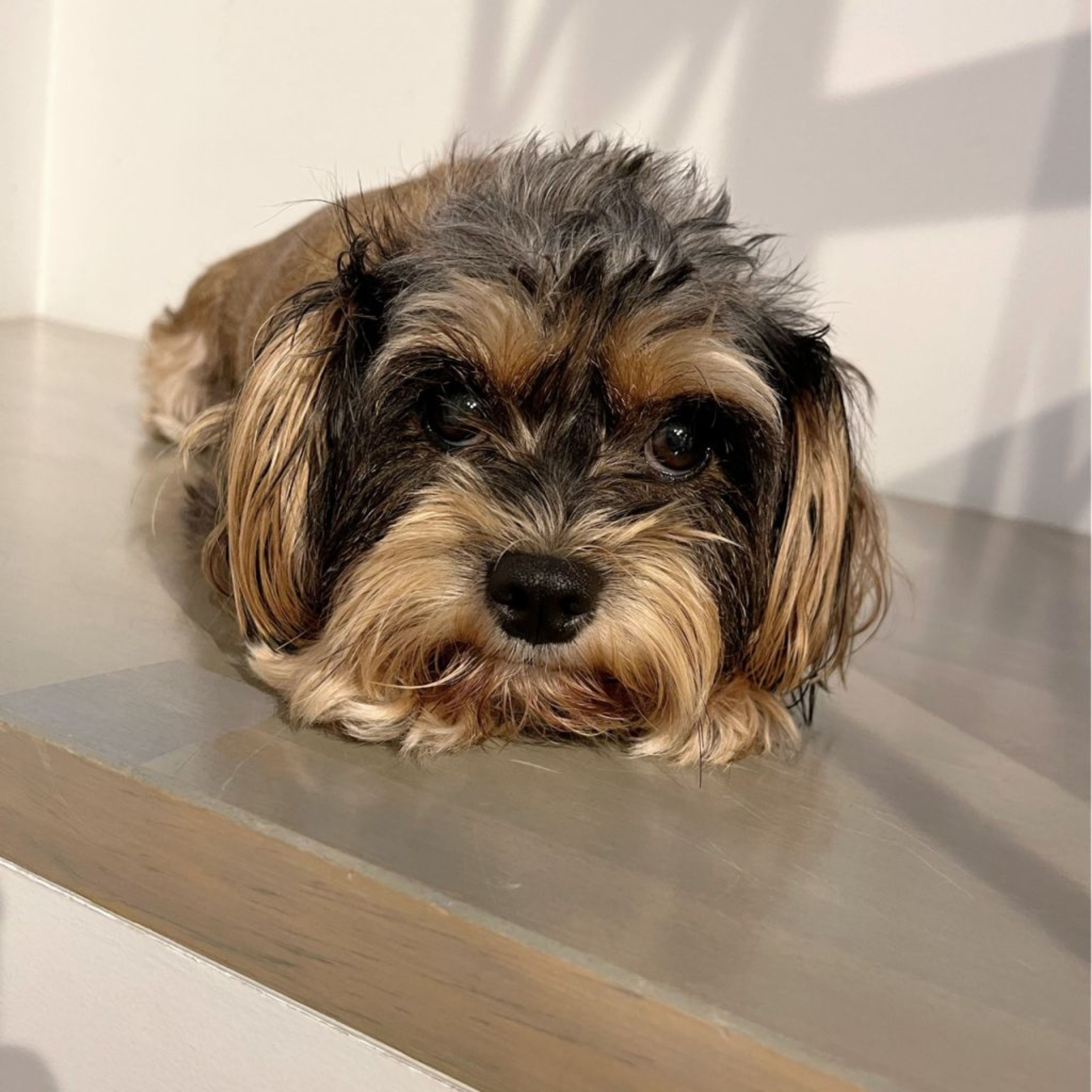 pet-image-8