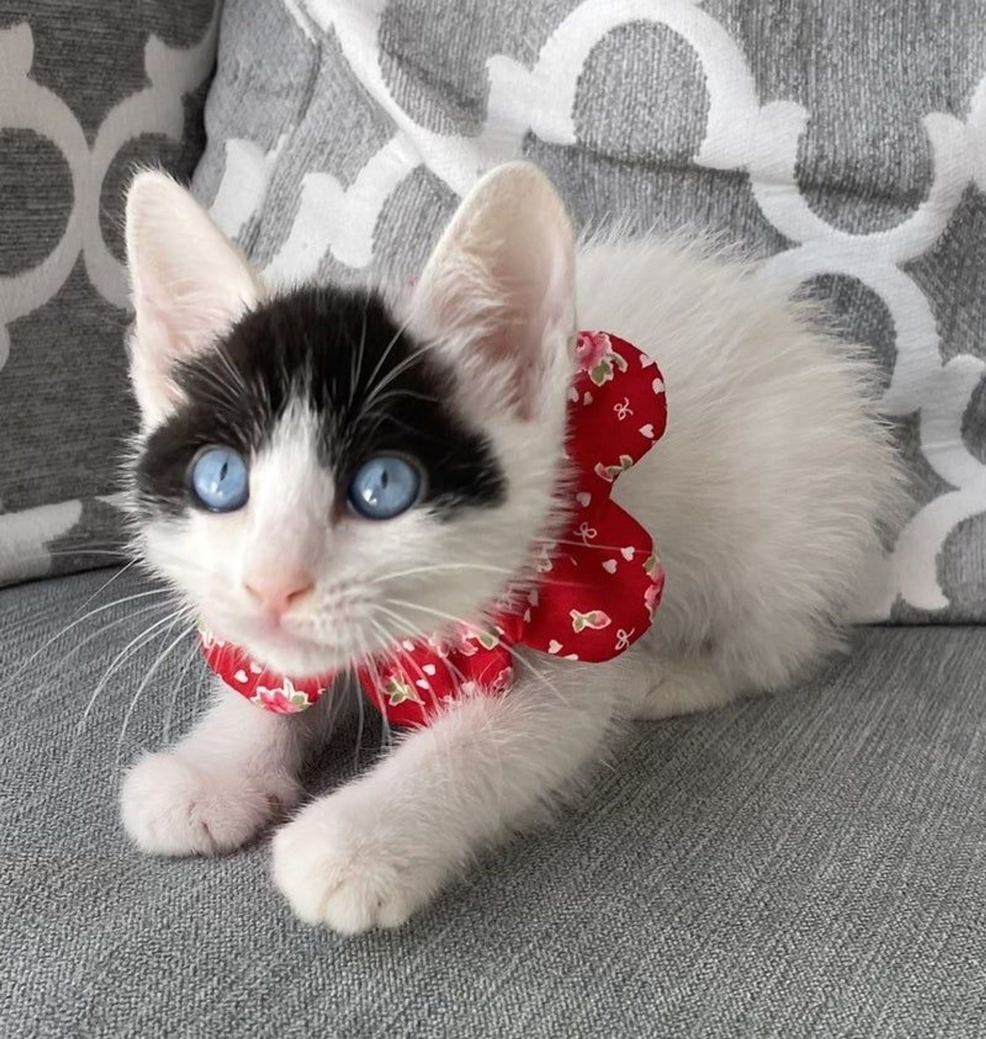 雑種（ミックス猫）・メスの里親募集の写真