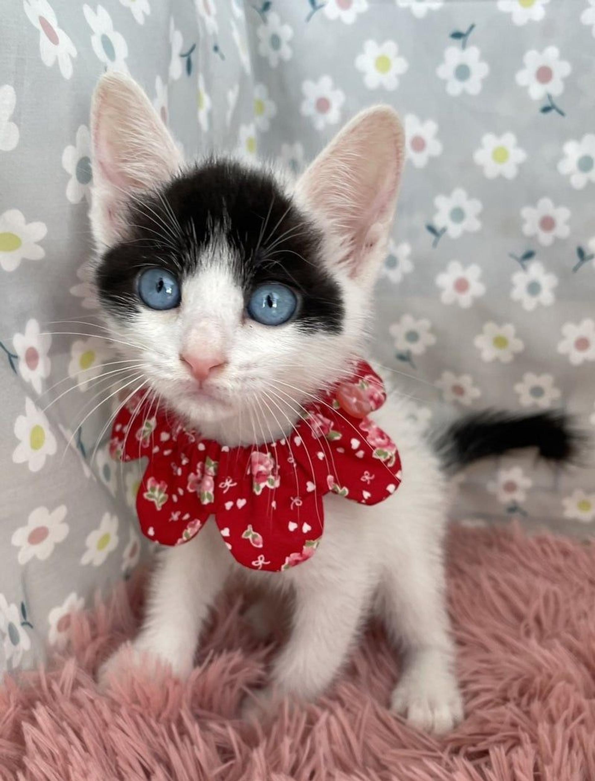 pet-image-3