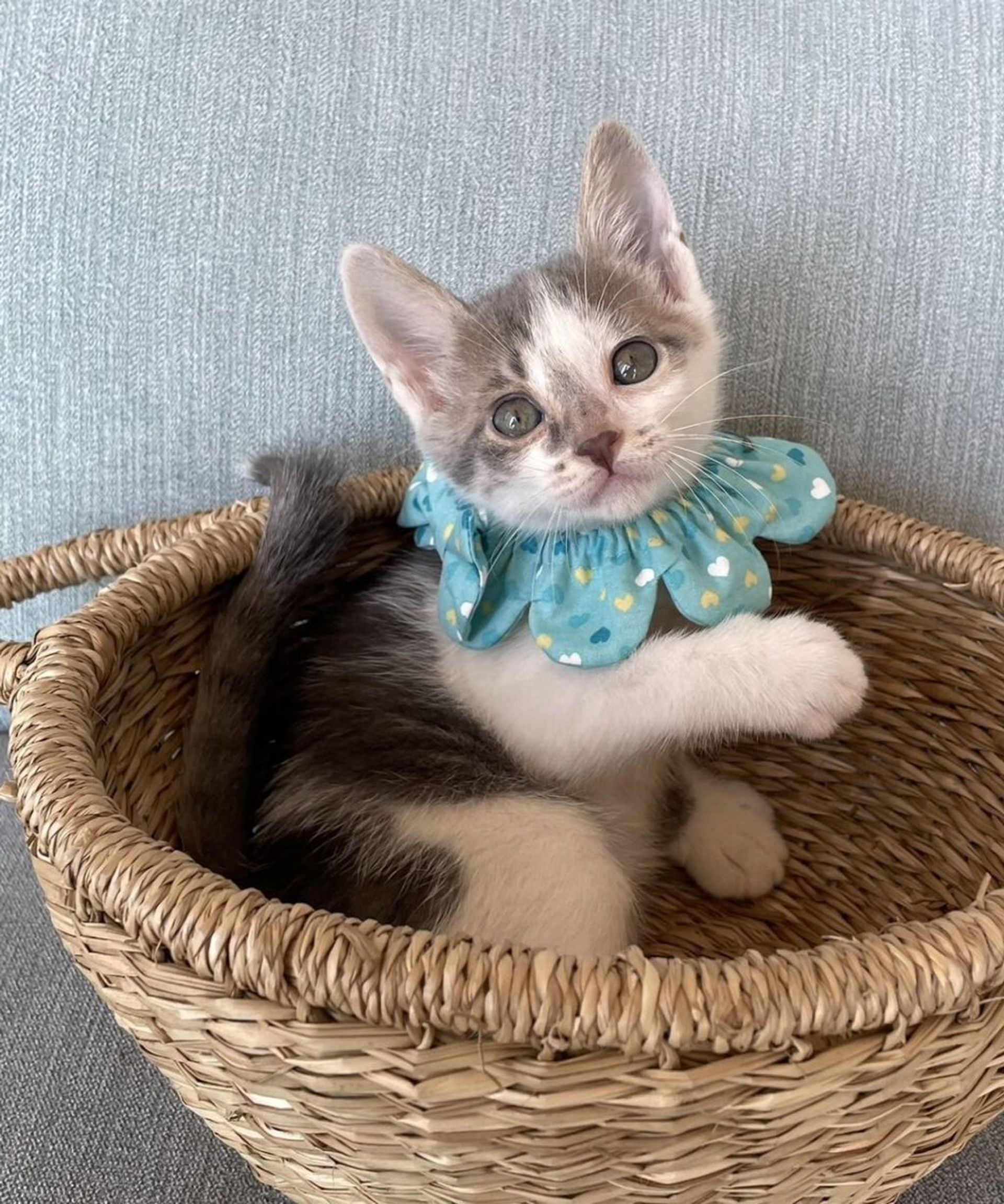 雑種（ミックス猫）・オスの里親募集の写真
