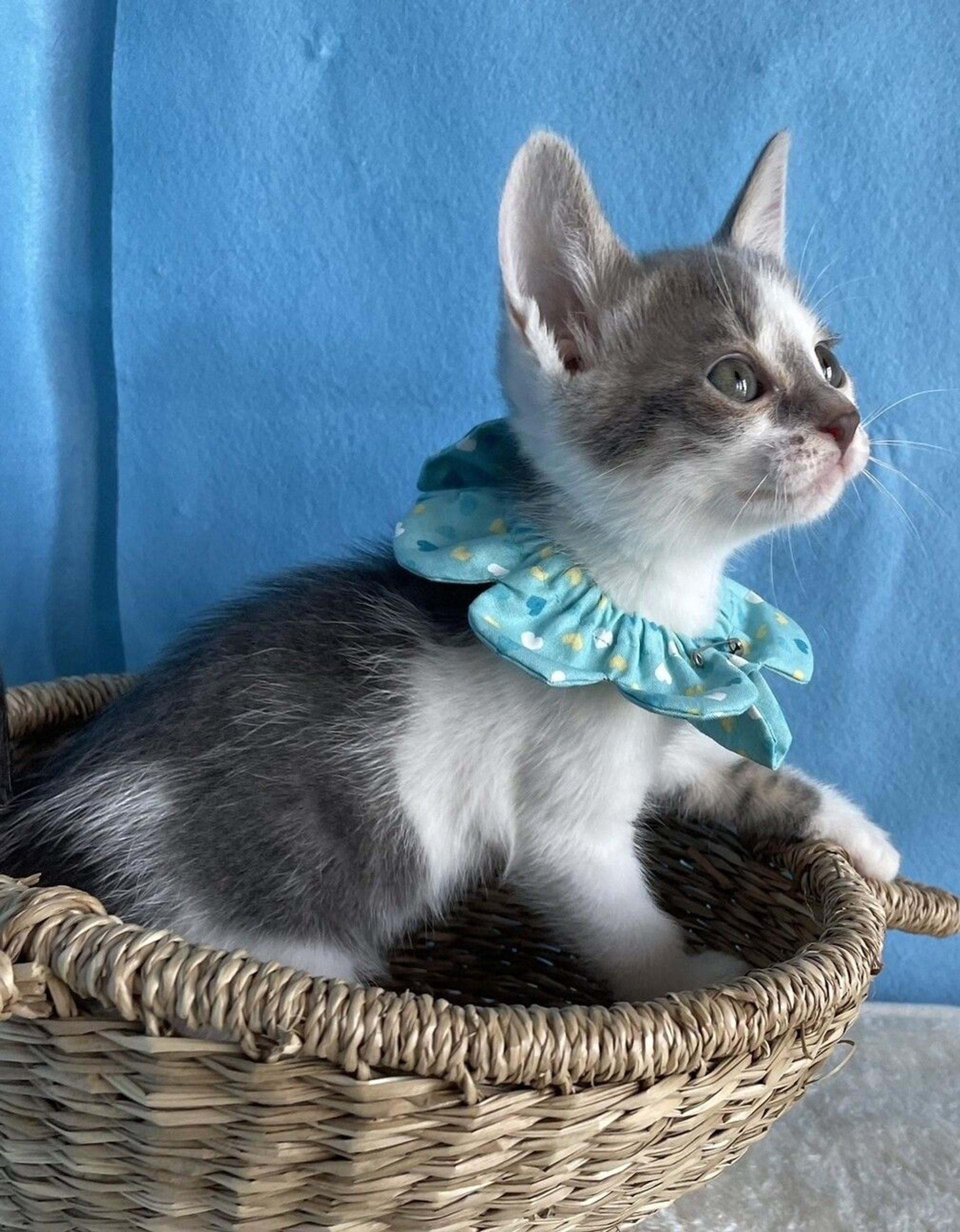 pet-image-3