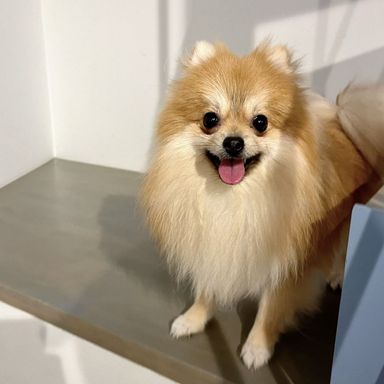 チャッピーの写真