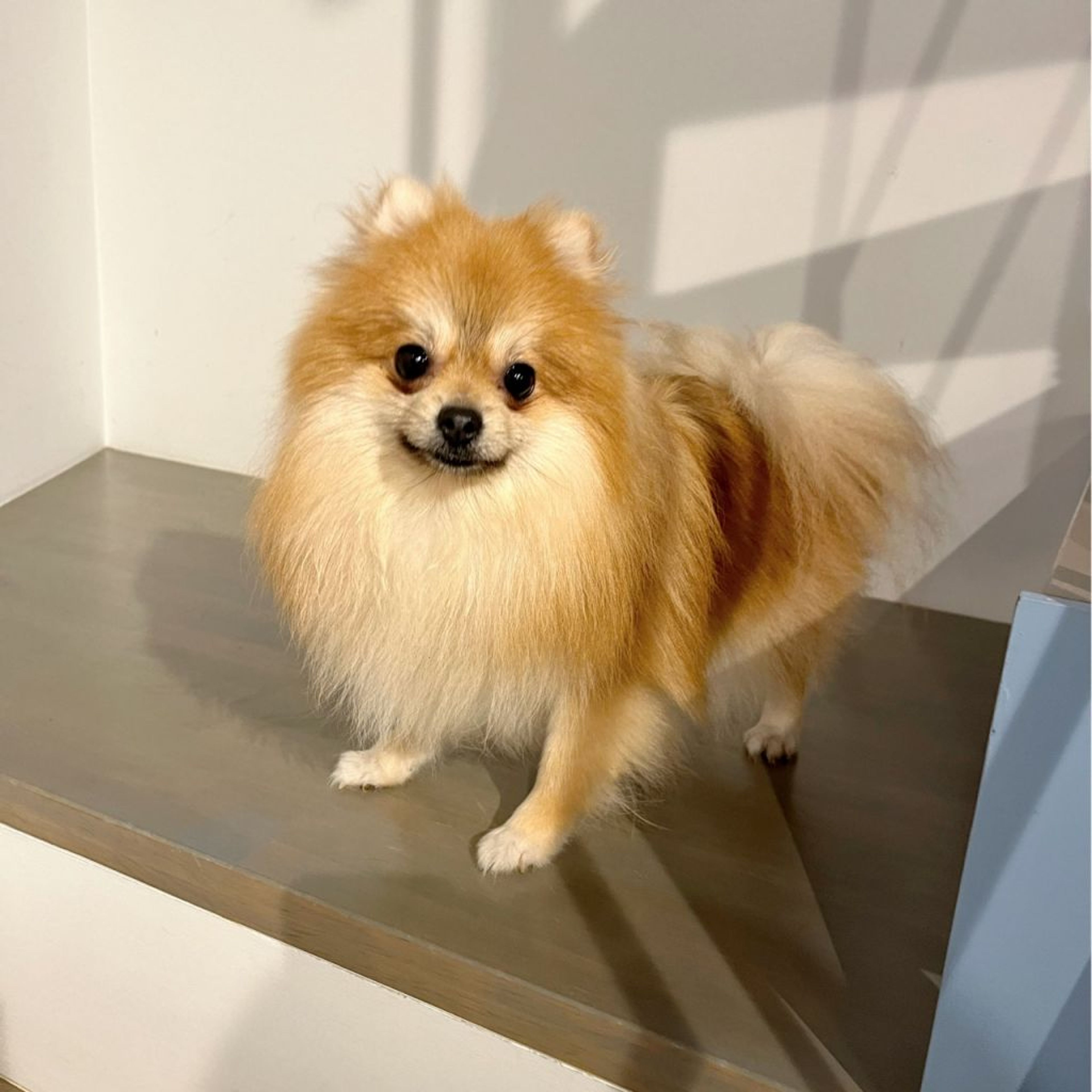 pet-image-3