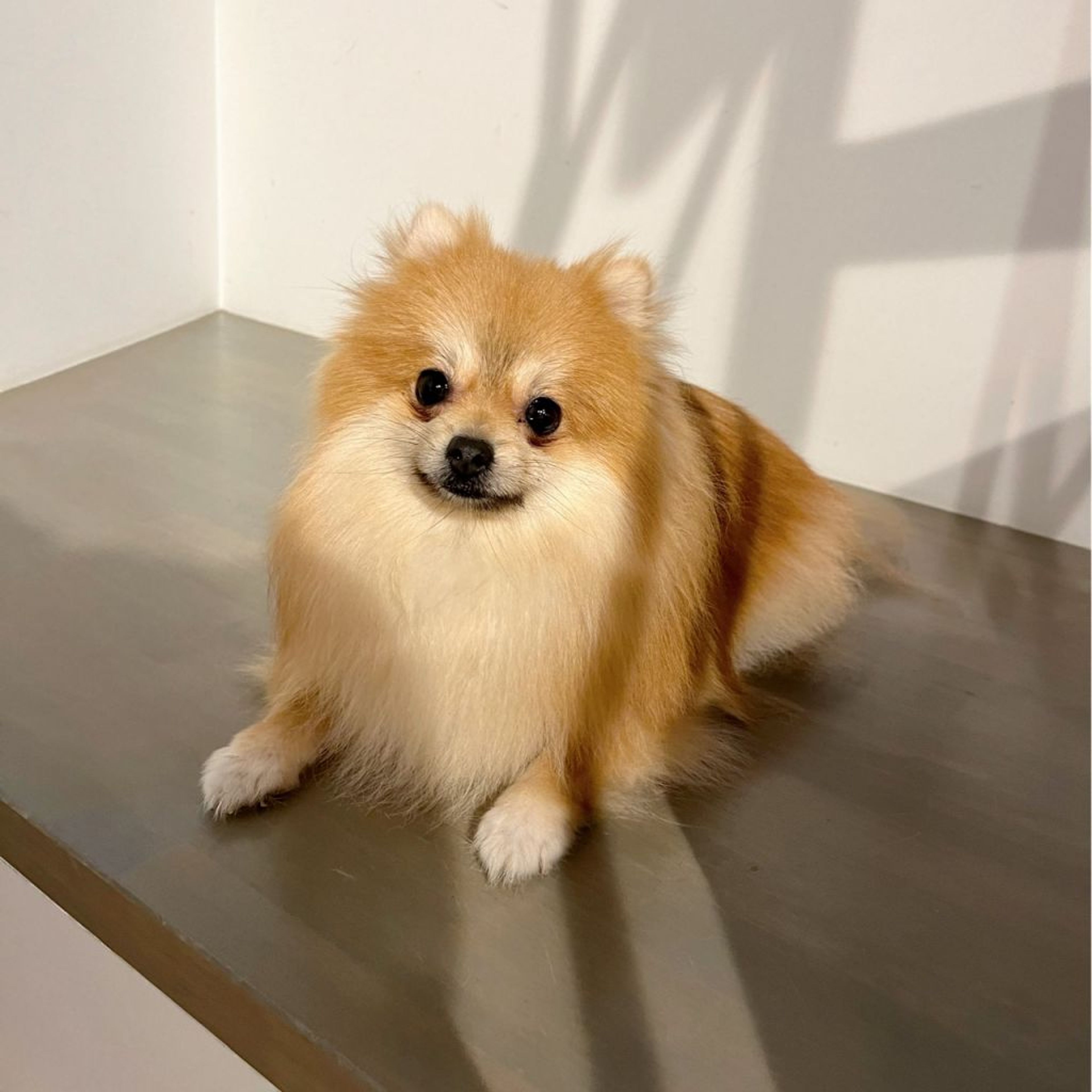 pet-image-4