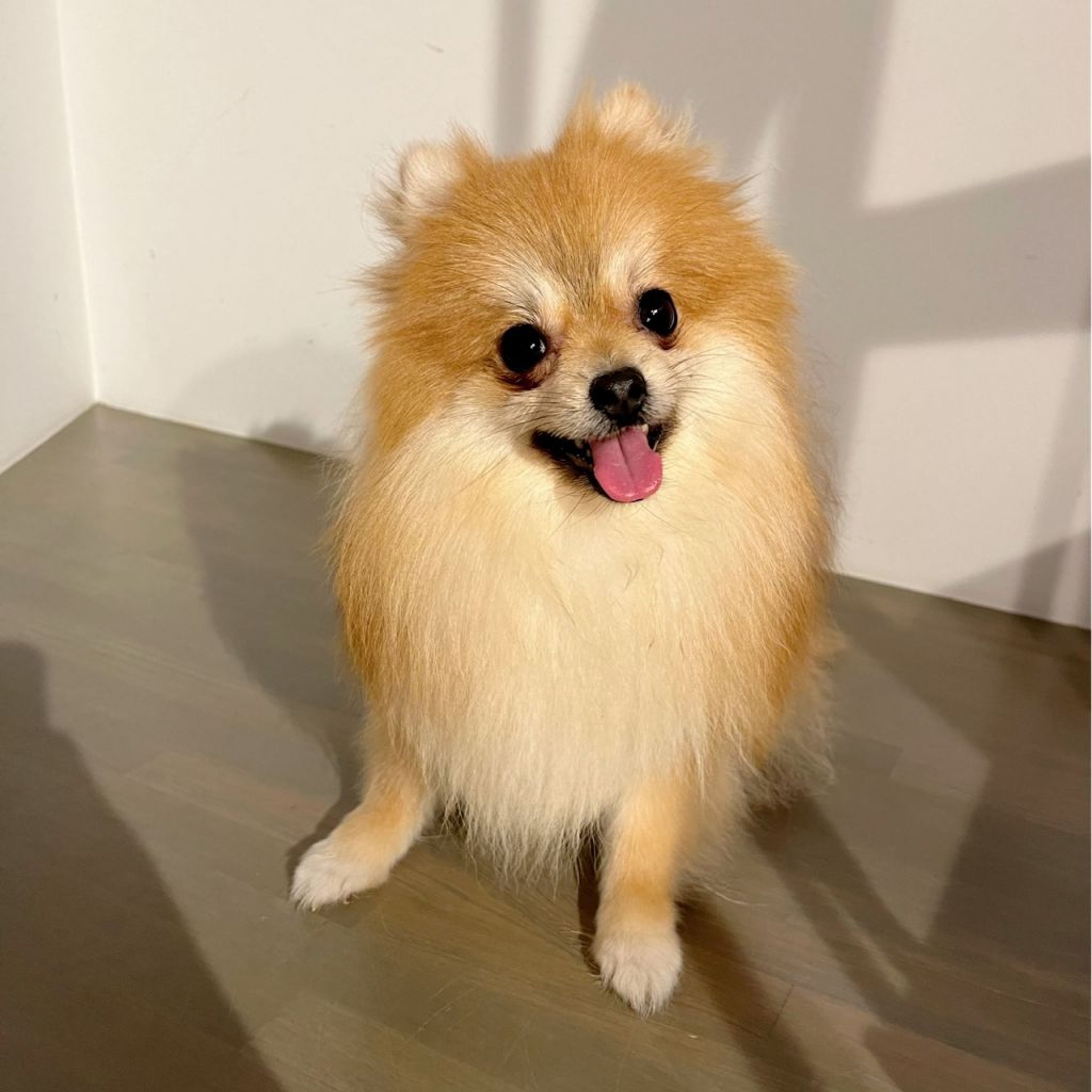 pet-image-5