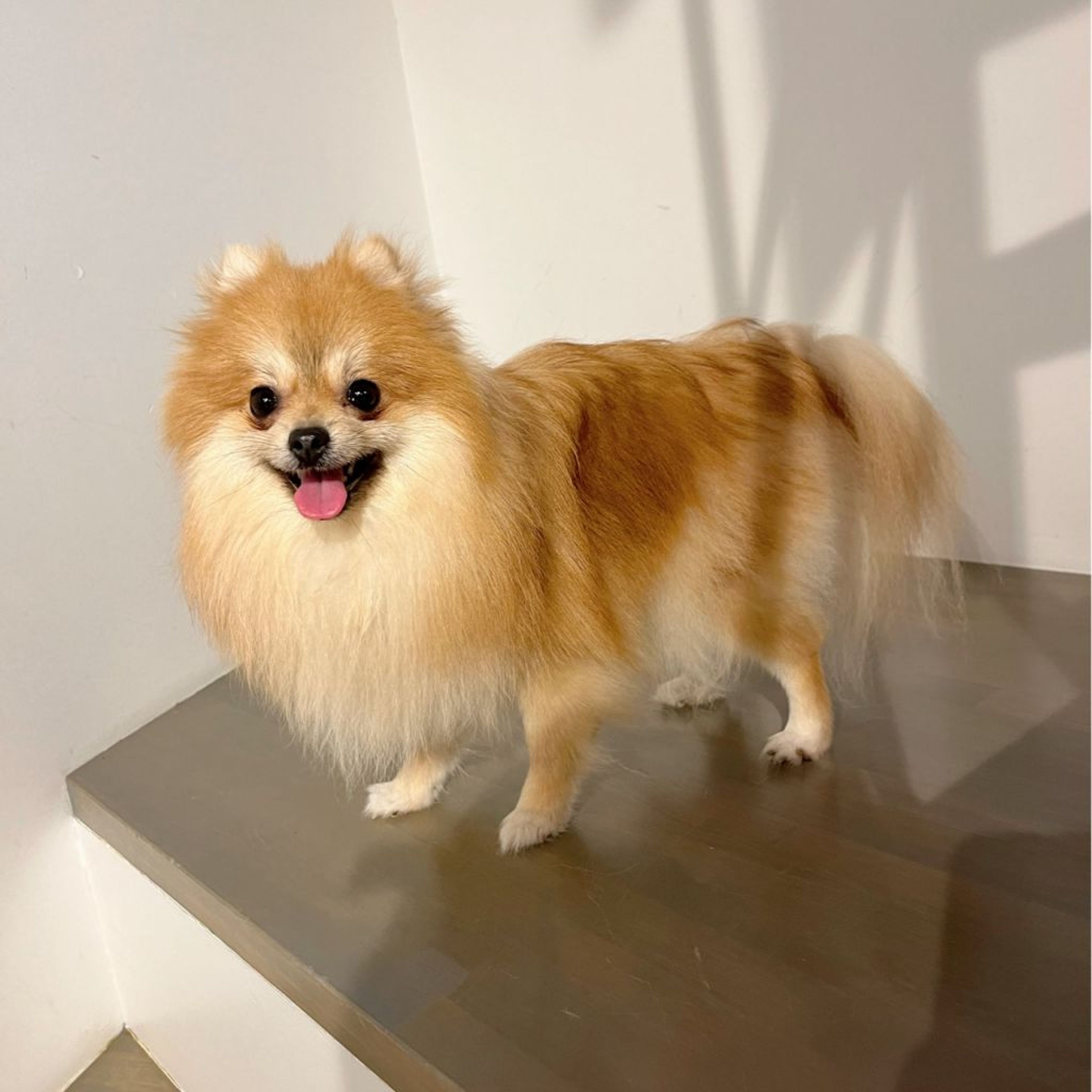 pet-image-6