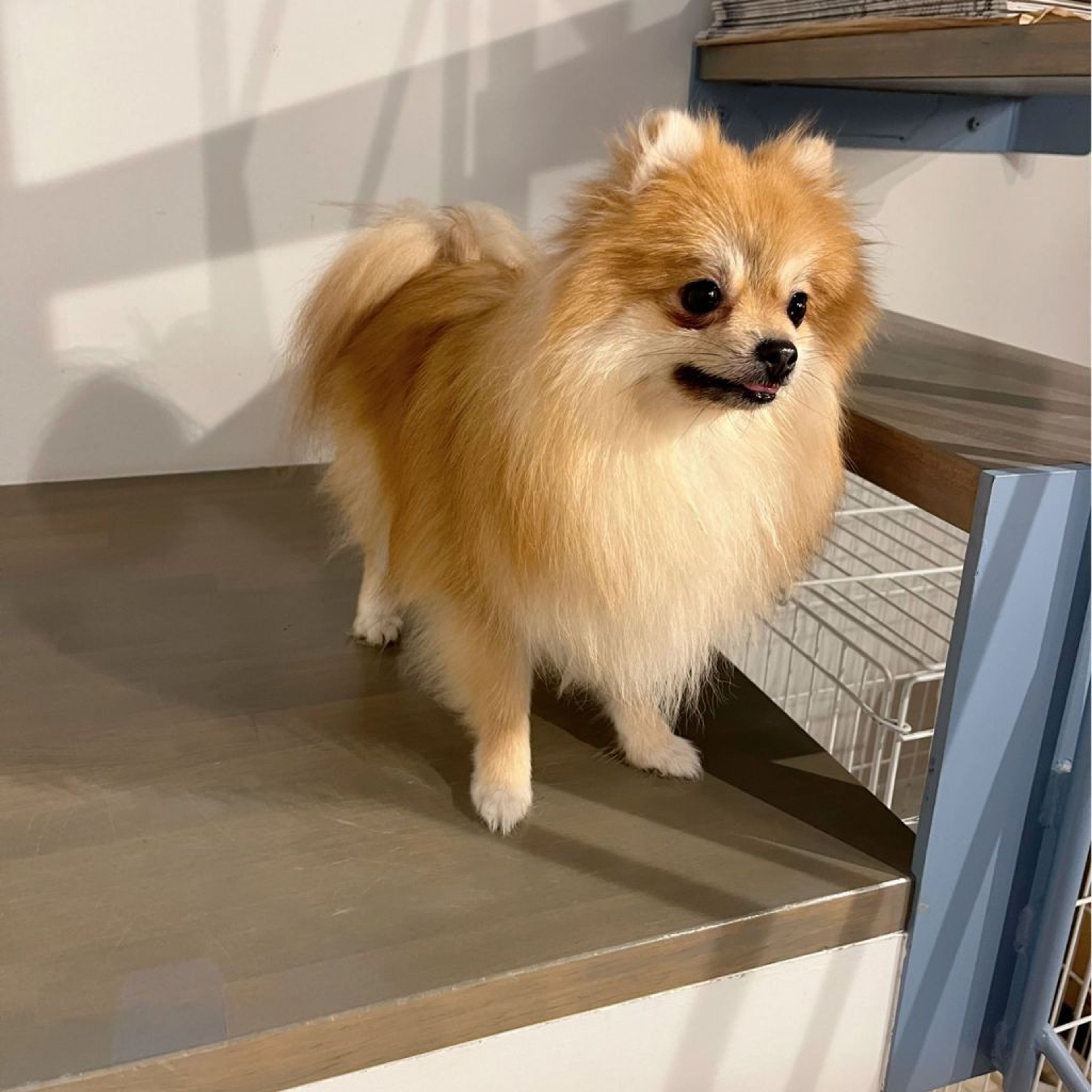 pet-image-7