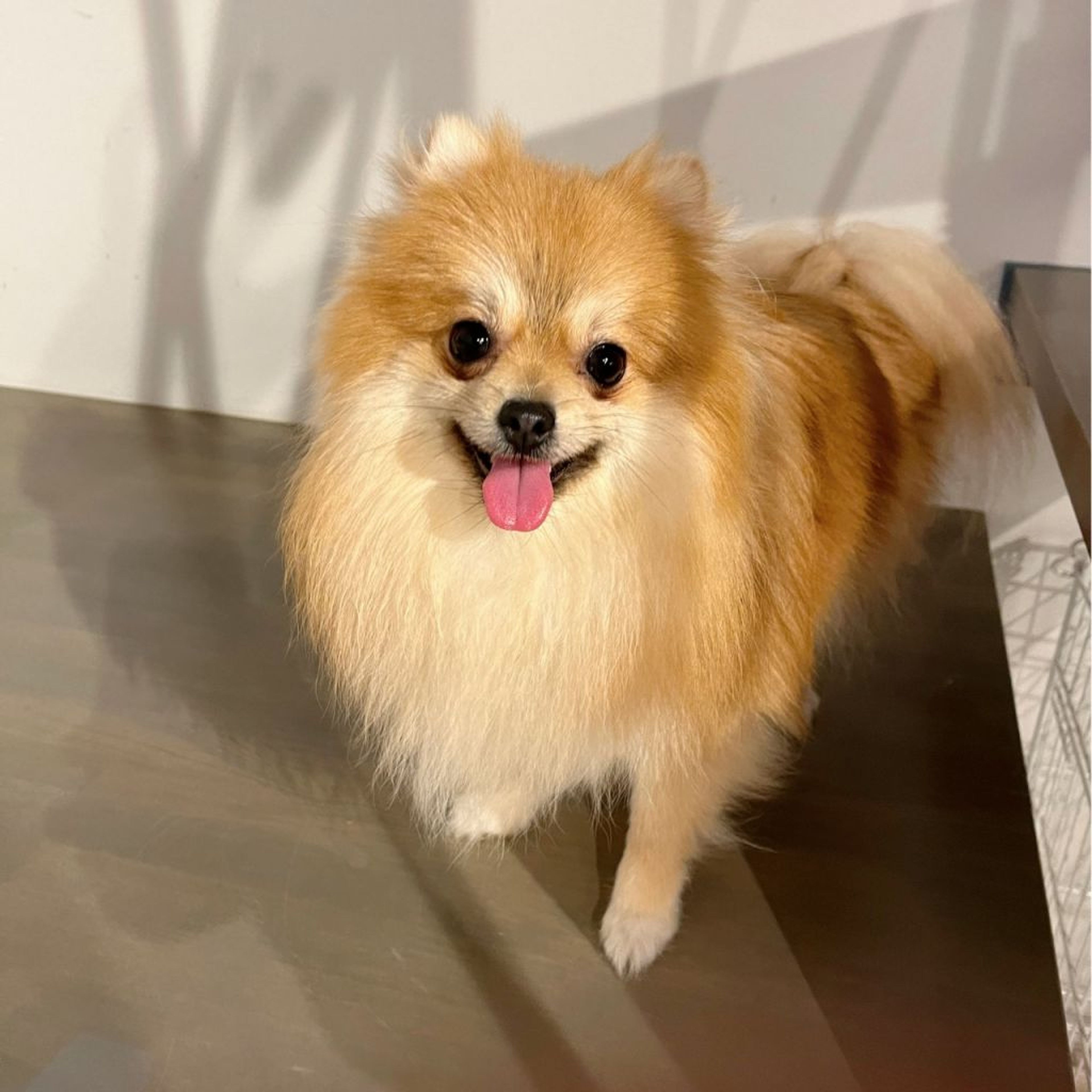 pet-image-8