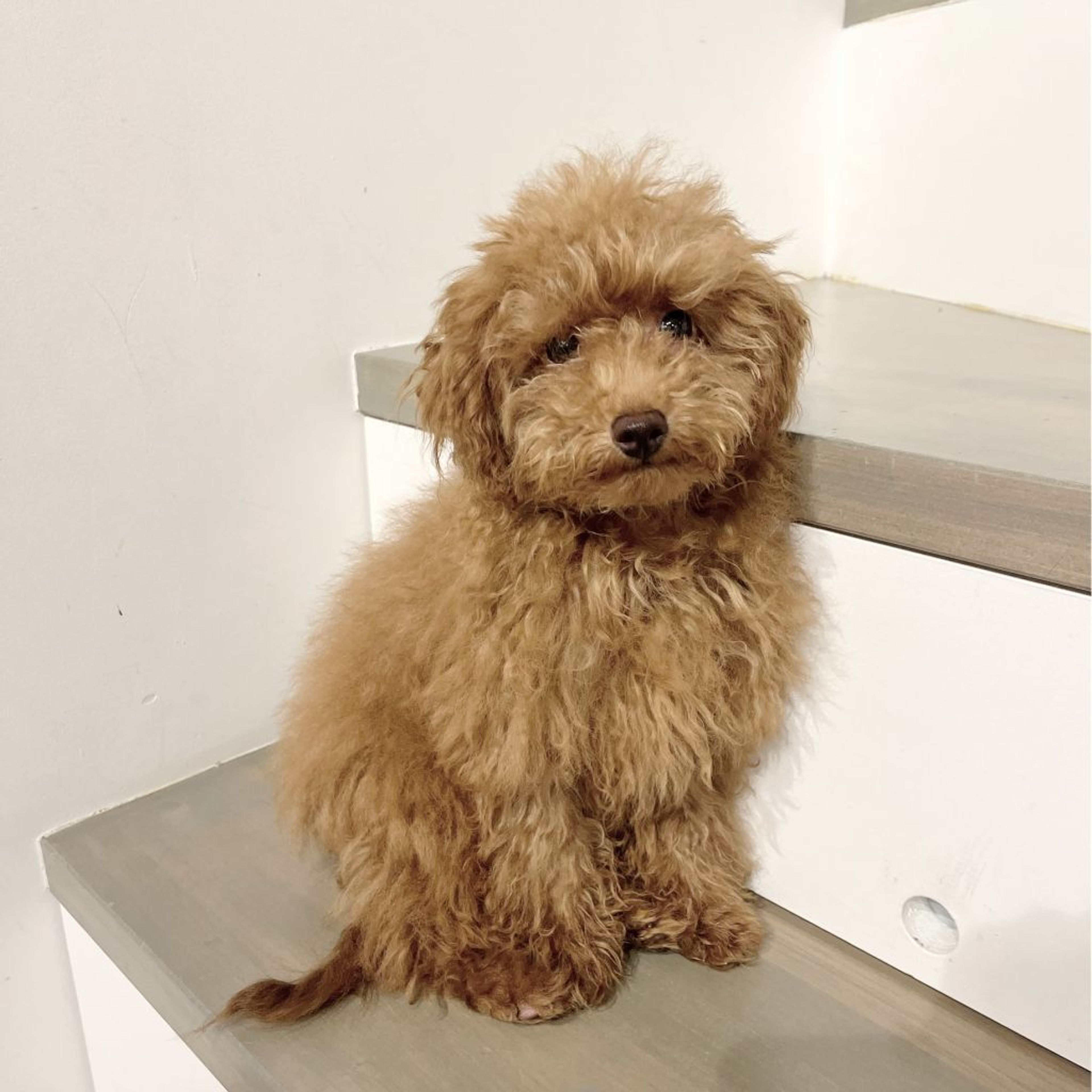 pet-image-2