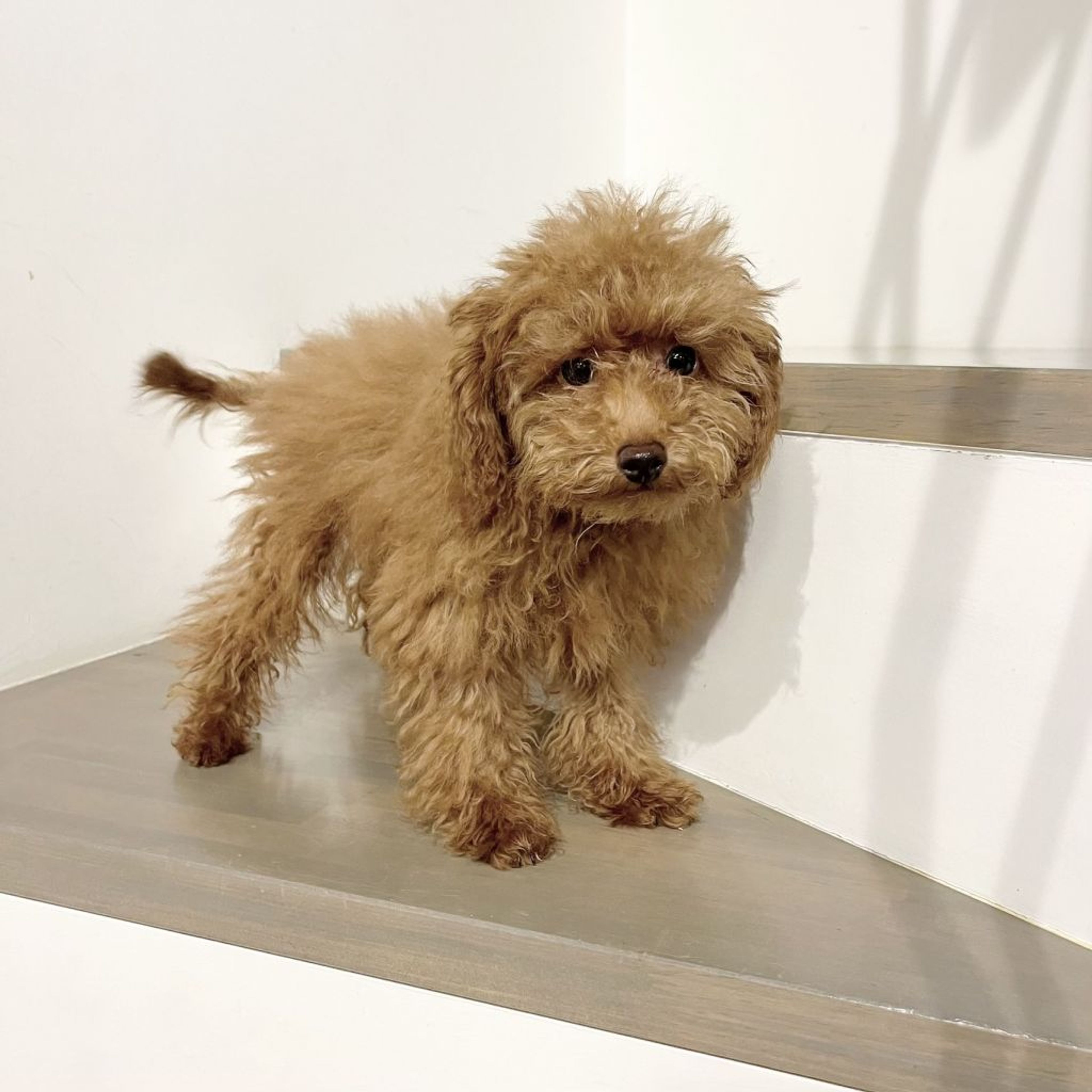pet-image-3