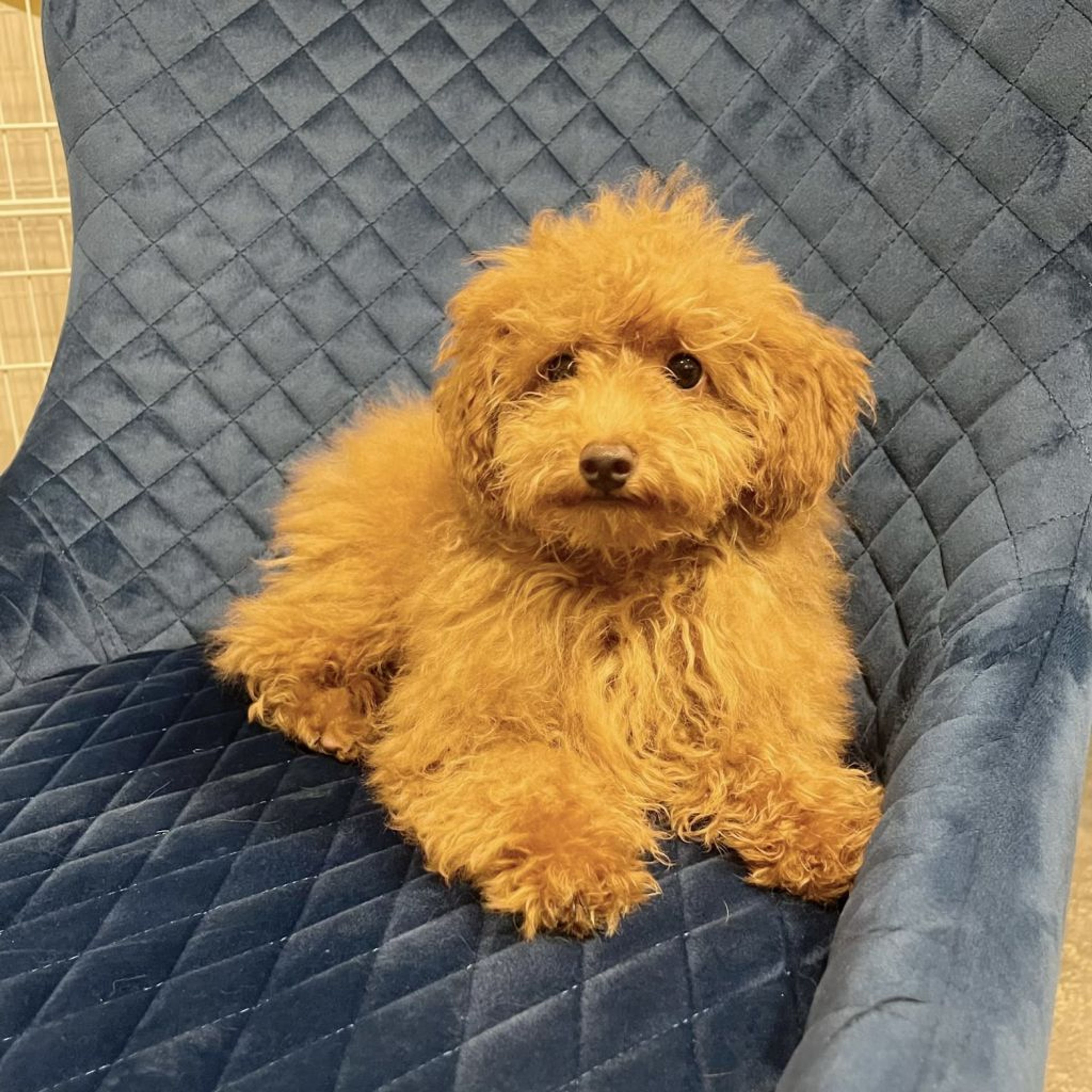 pet-image-4