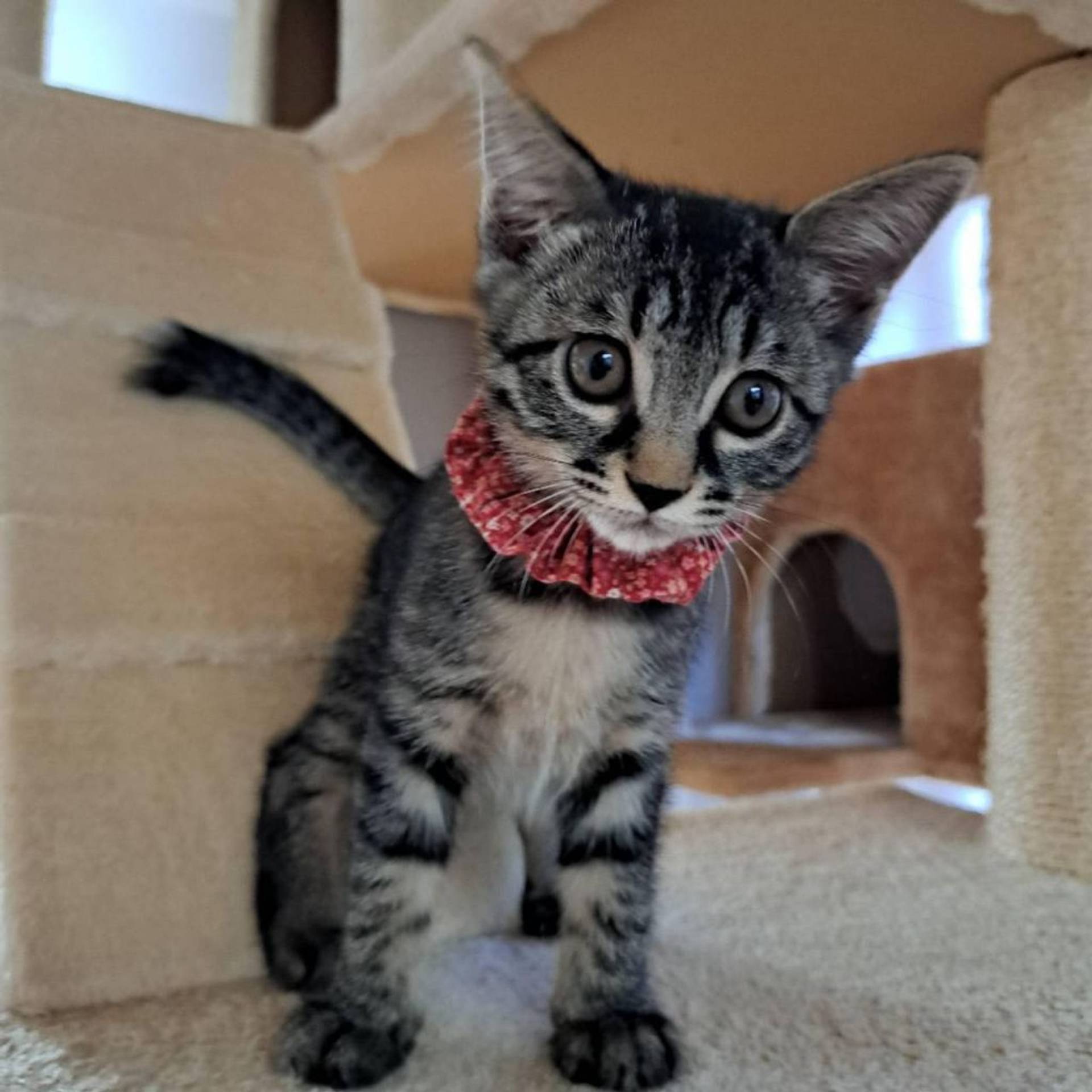 雑種（ミックス猫）・メスの里親募集の写真