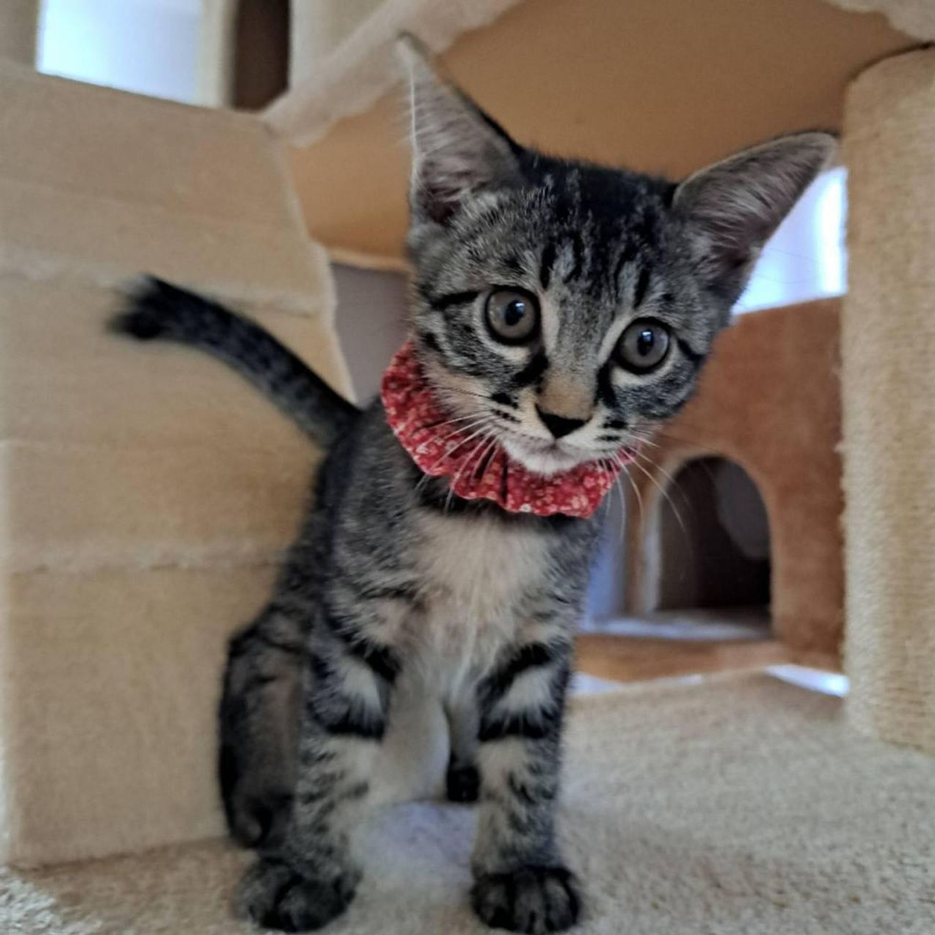 雑種（ミックス猫）・メスの里親募集の写真