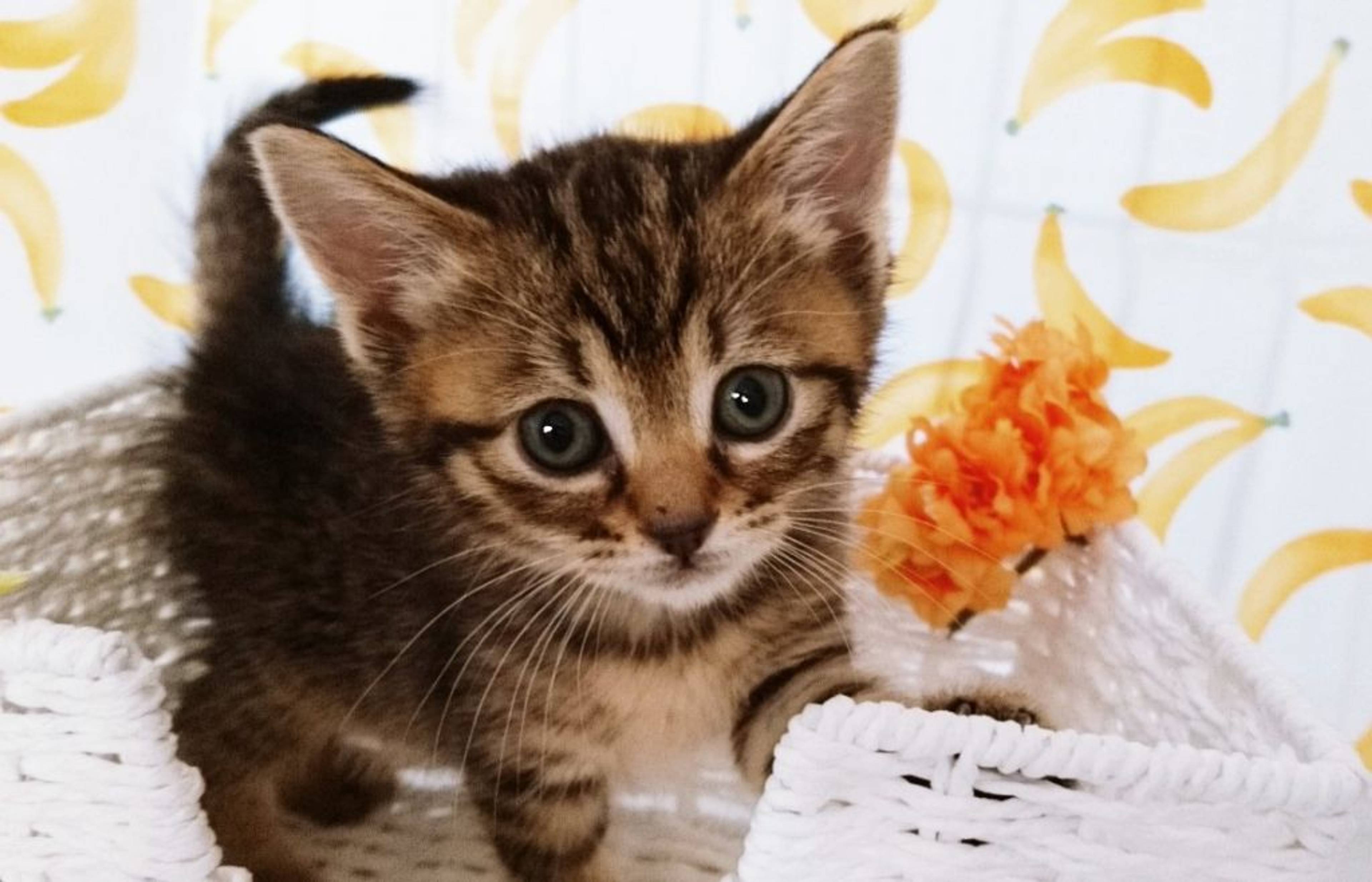 雑種（ミックス猫）・メスの里親募集の写真