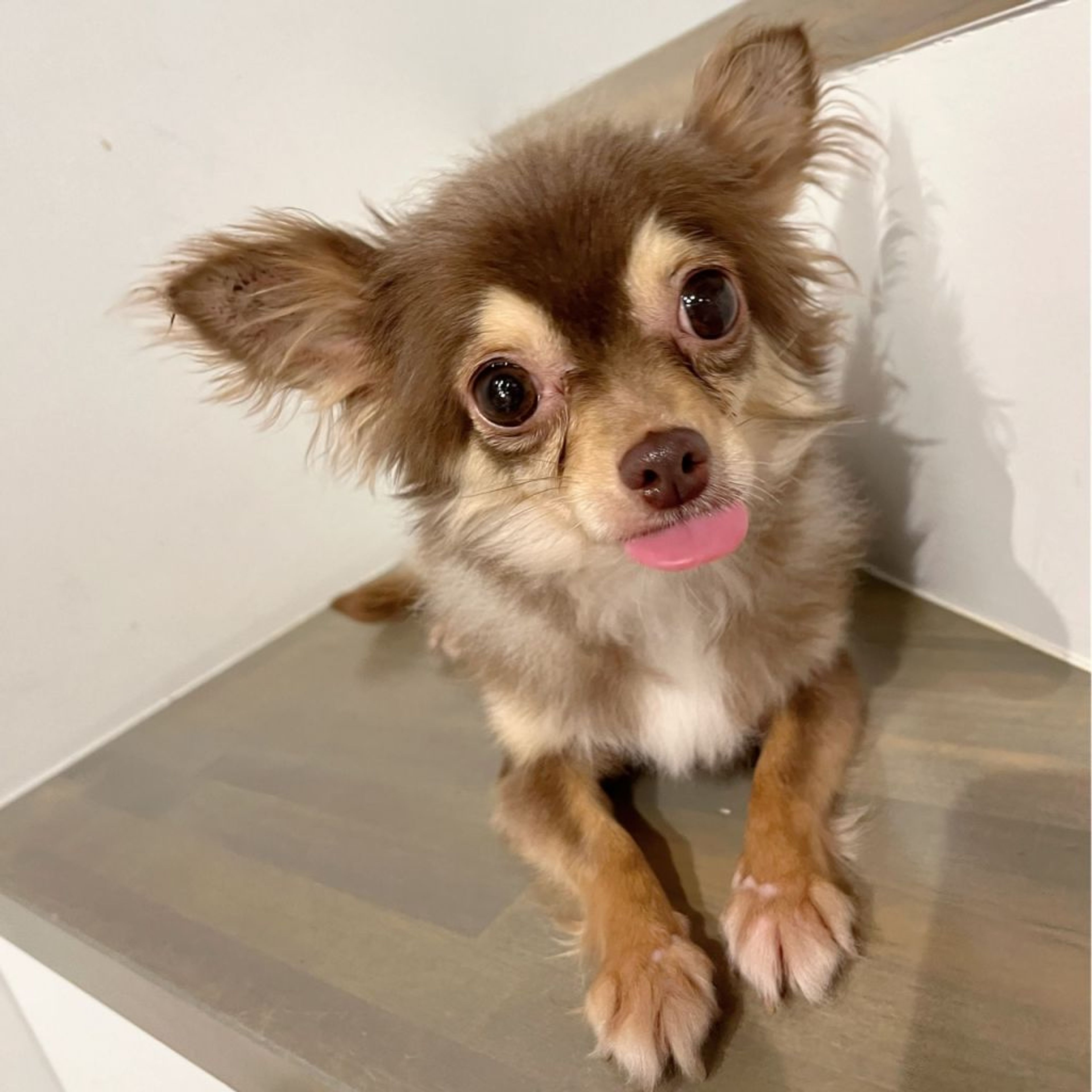 pet-image-2