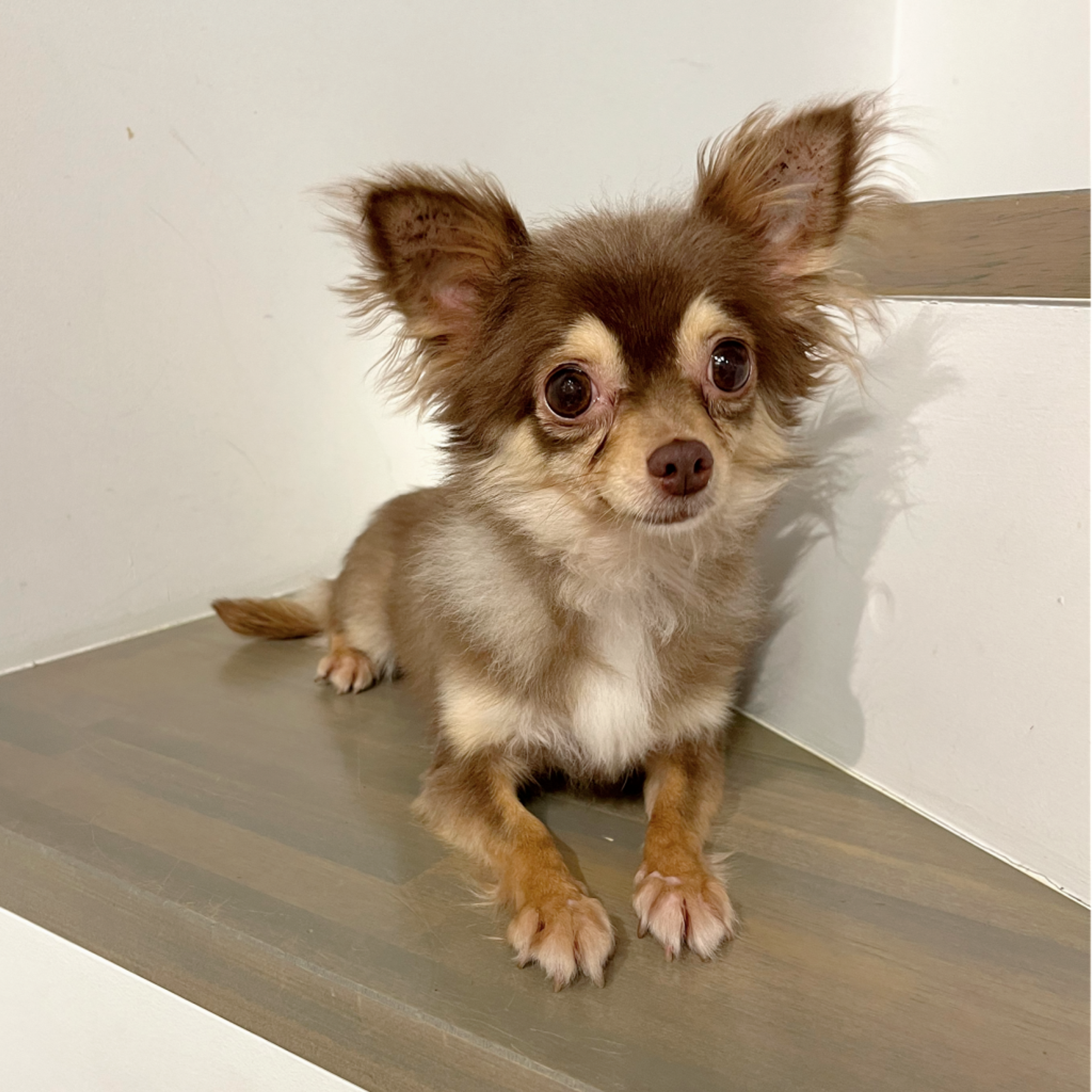 pet-image-4