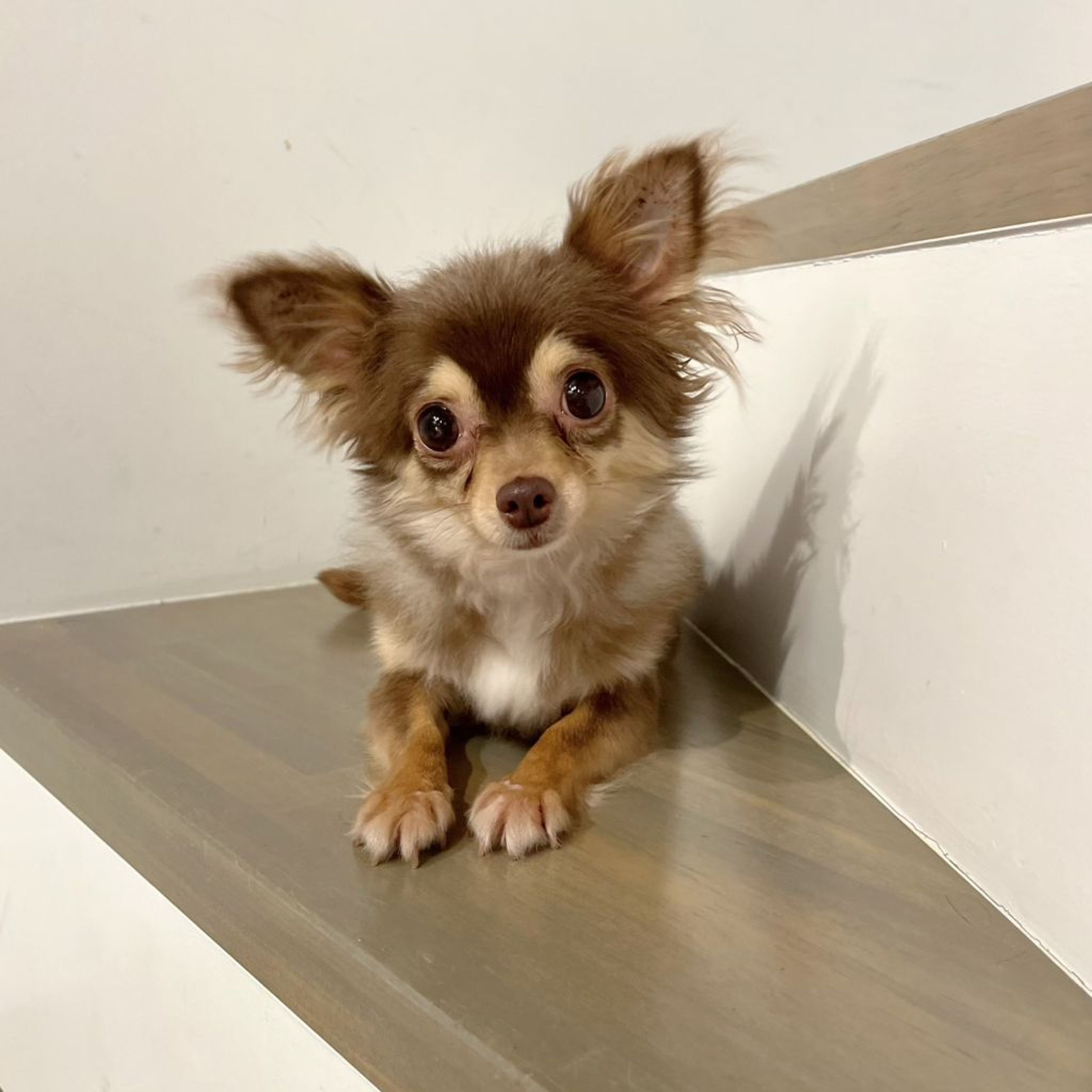 pet-image-5
