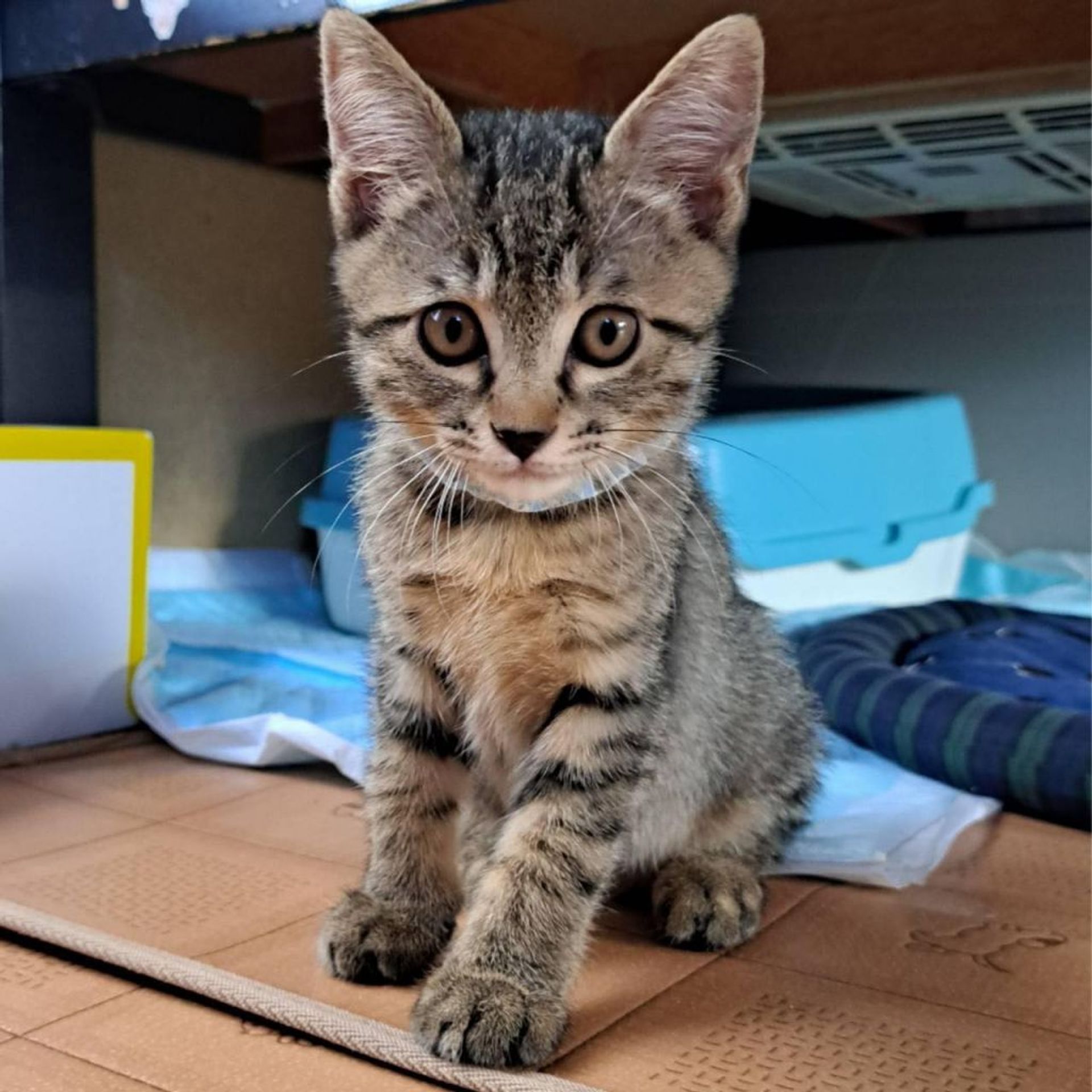 雑種（ミックス猫）・オスの里親募集の写真