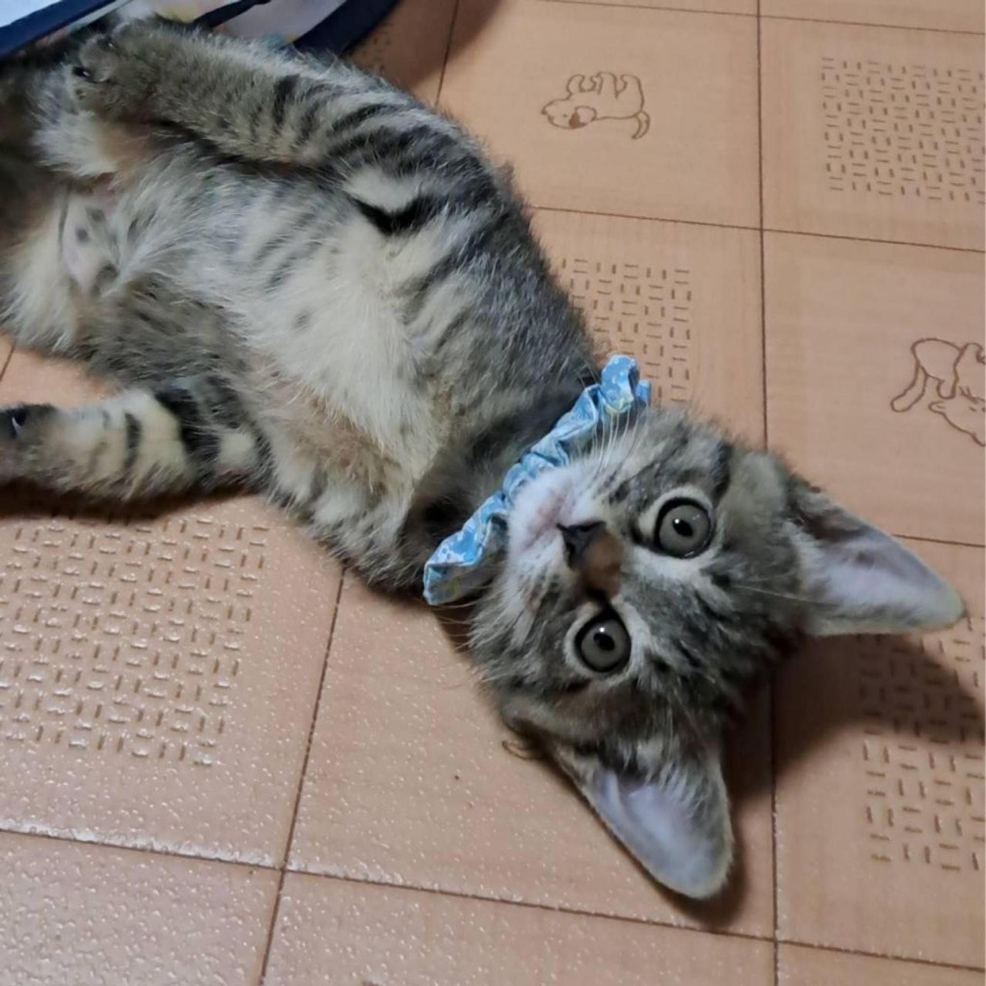pet-image-2