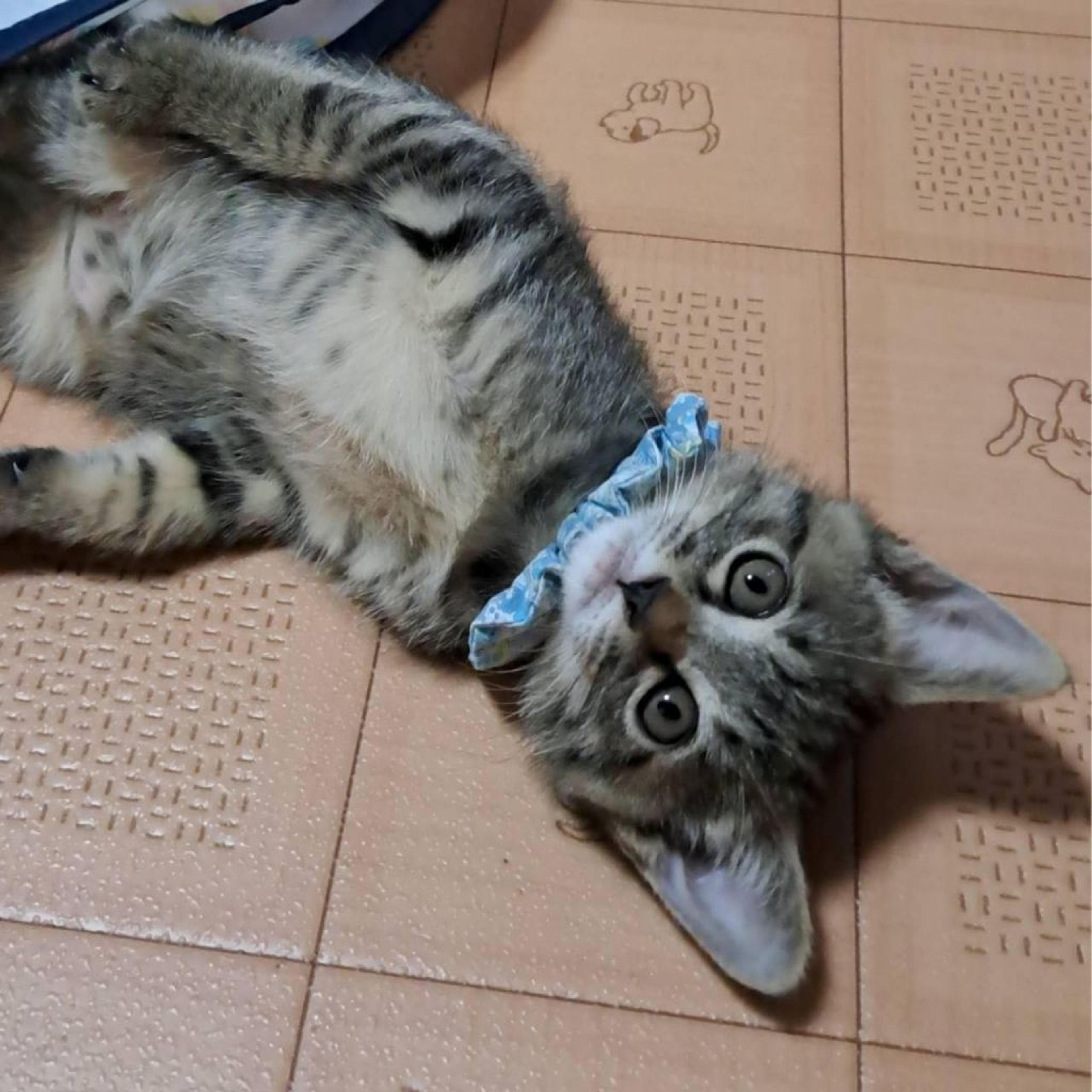 pet-image-2